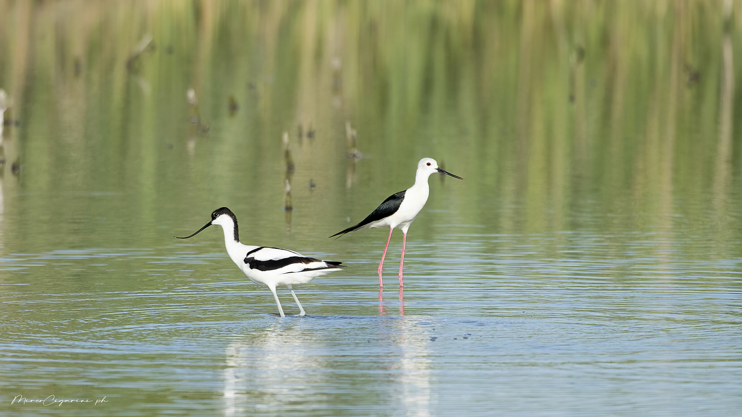 Avocetta