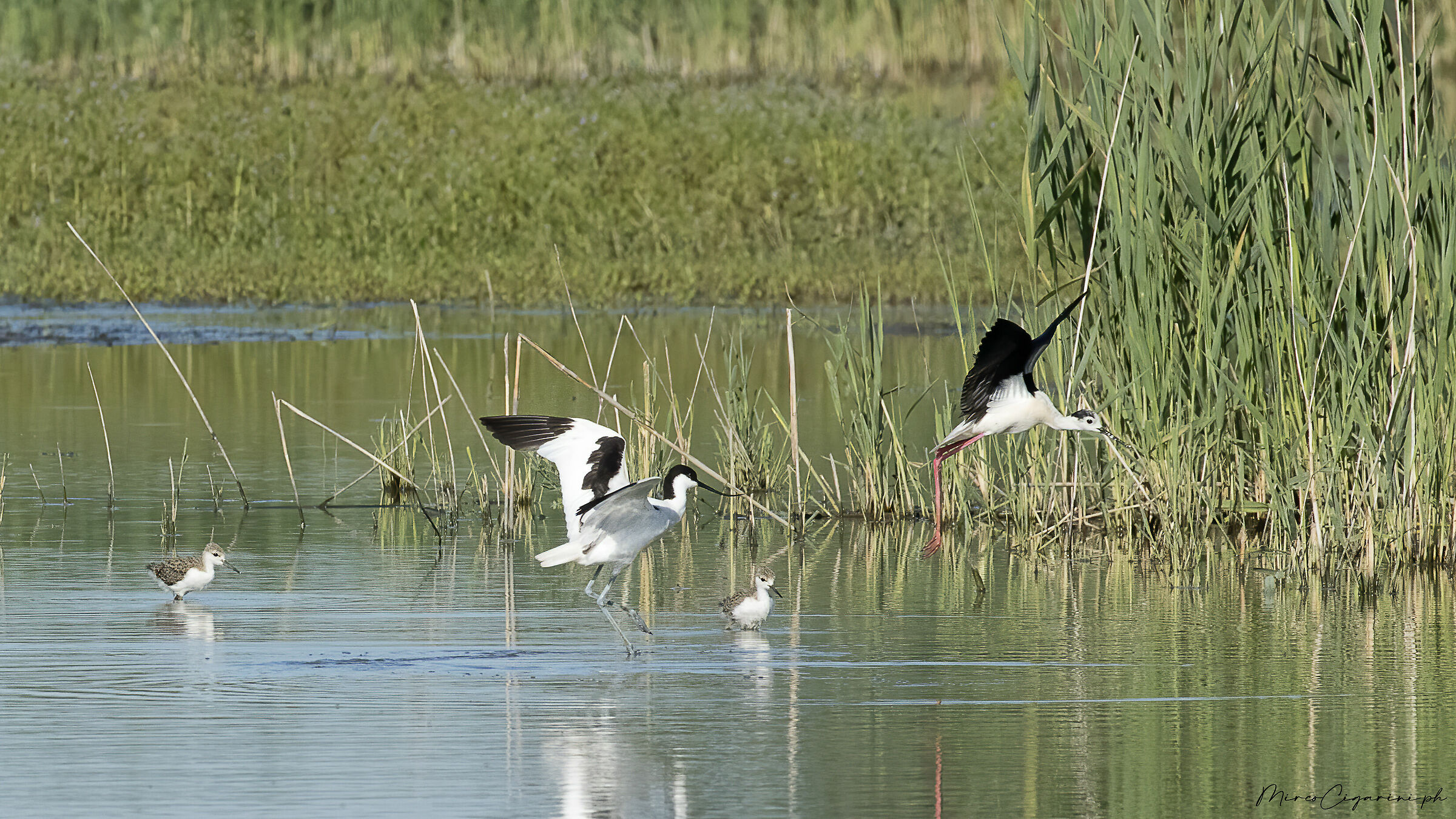 Avocetta Cavaliere Piro Piro