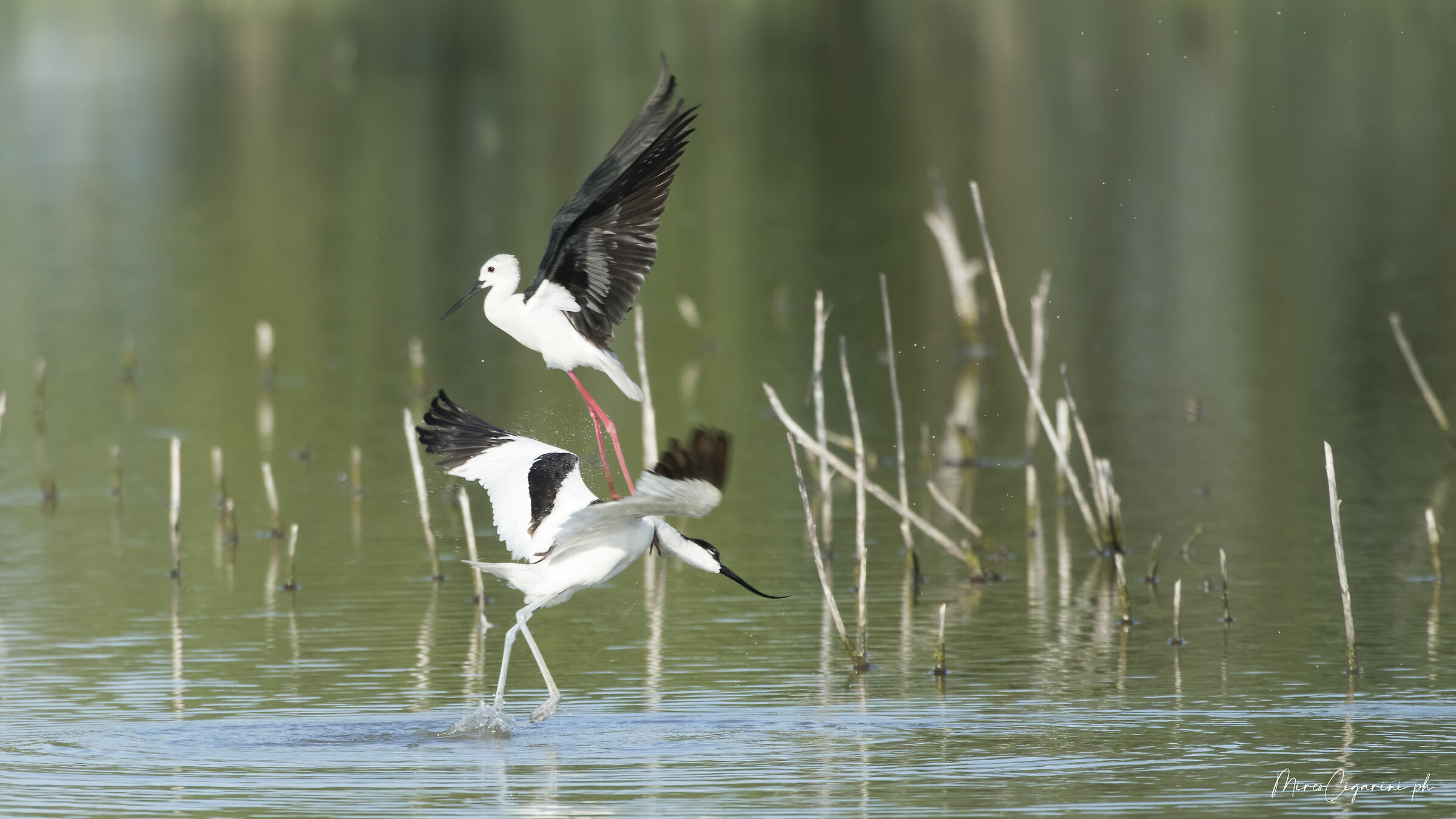 Avocetta e Cavaliere
