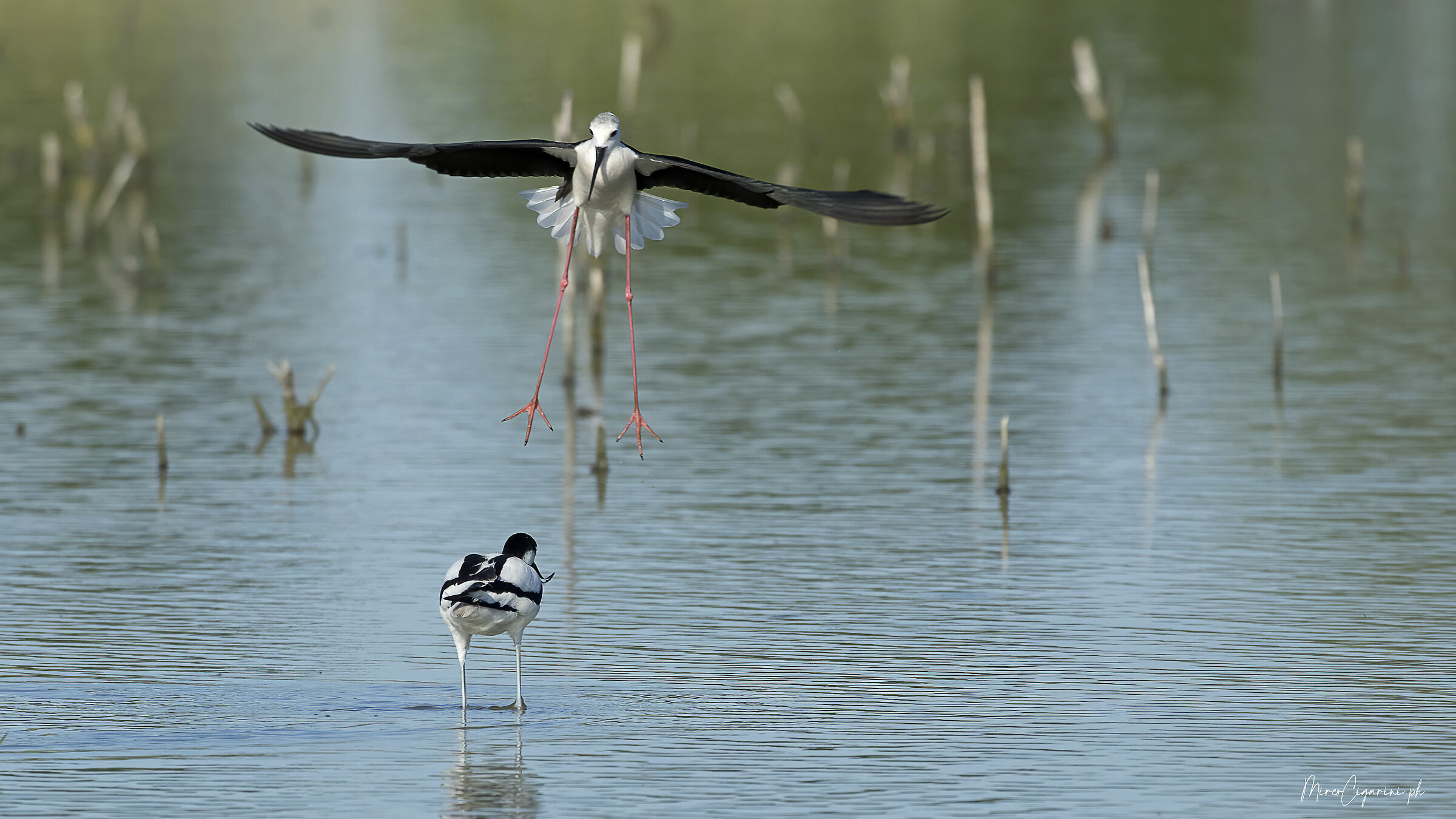 Avocetta e Cavaliere