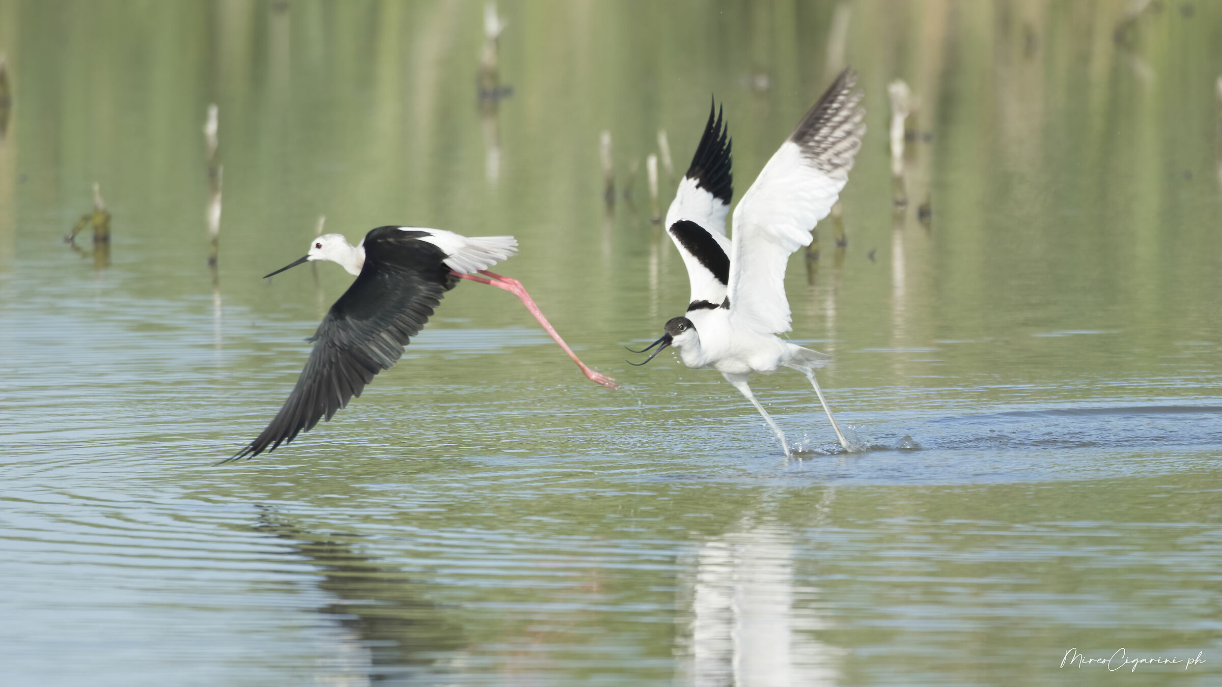 Avocetta e Cavaliere