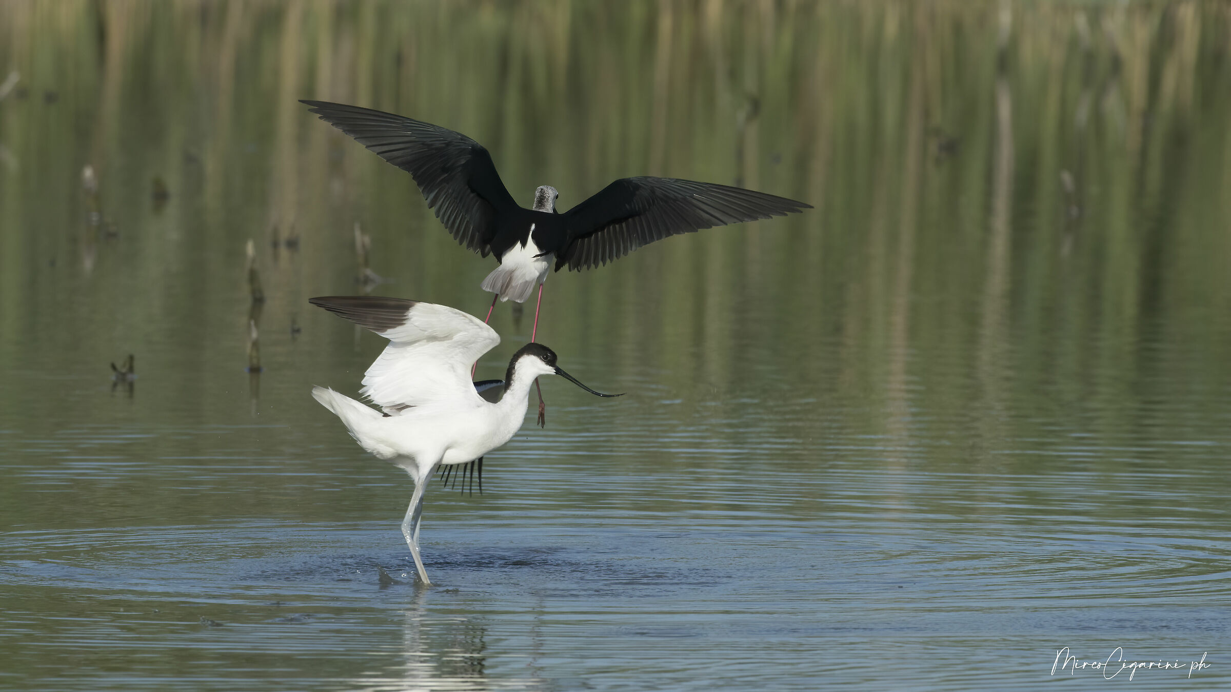 Avocetta e Cavaliere