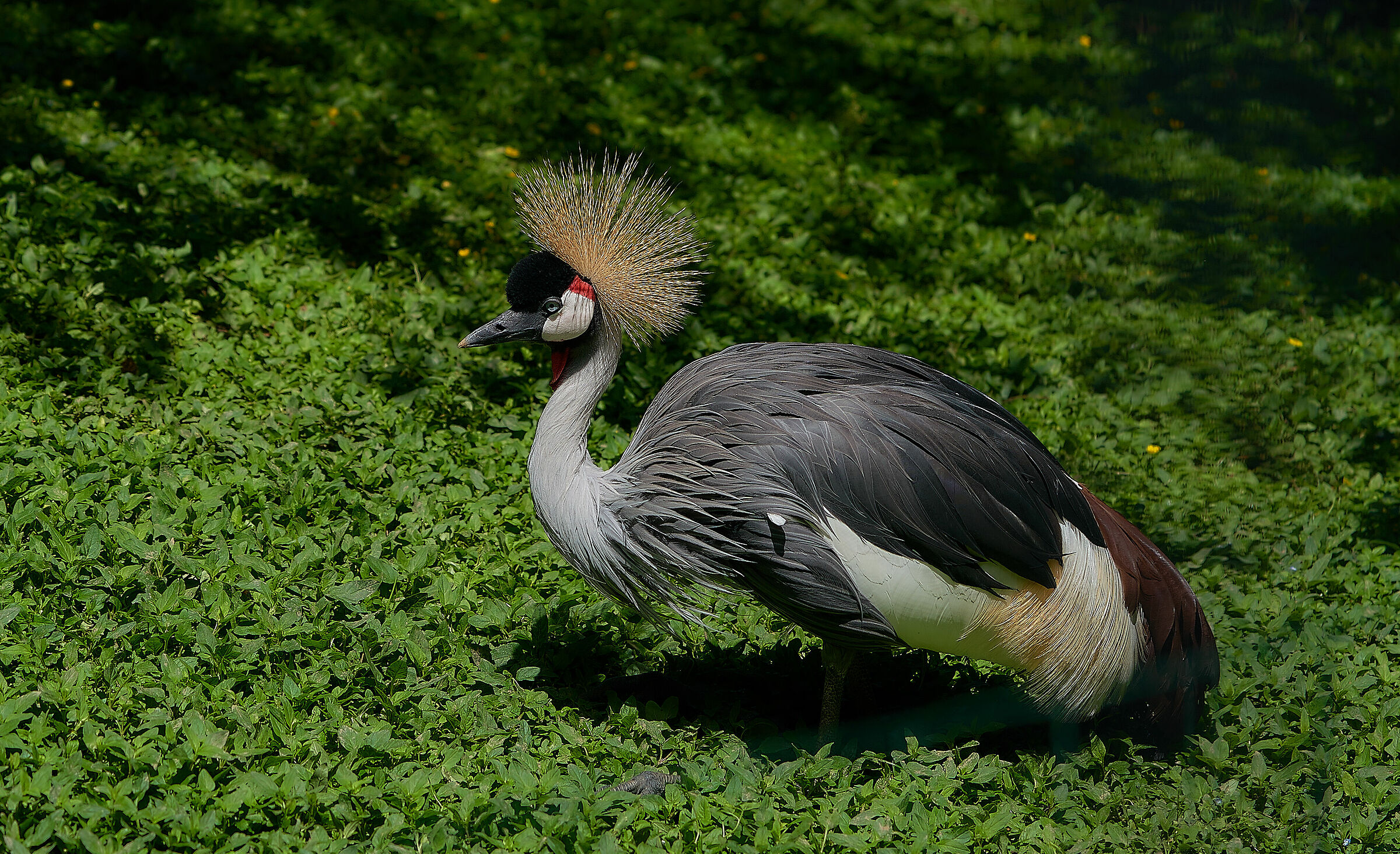 parco delle cornelle