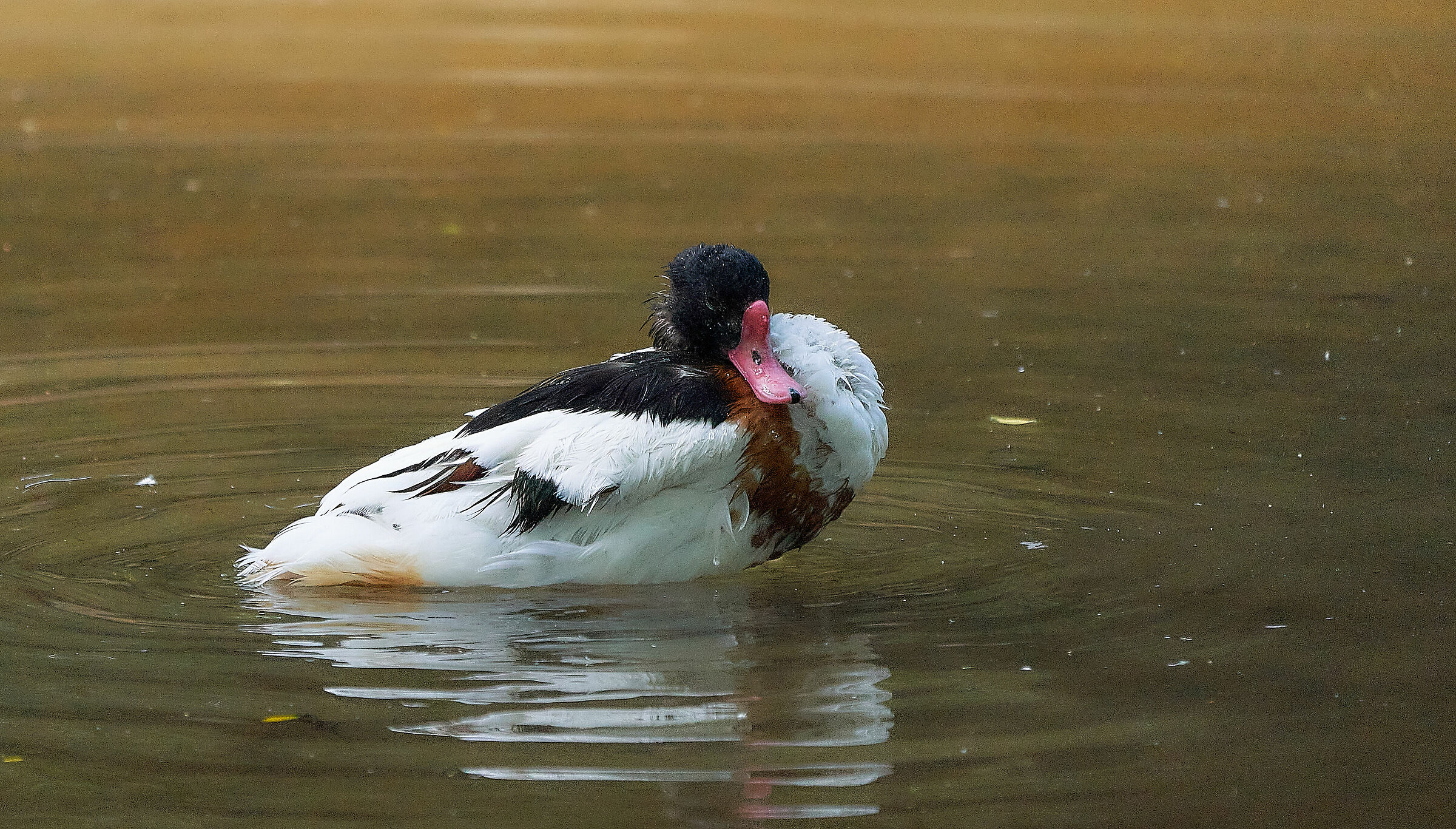 parco delle cornelle