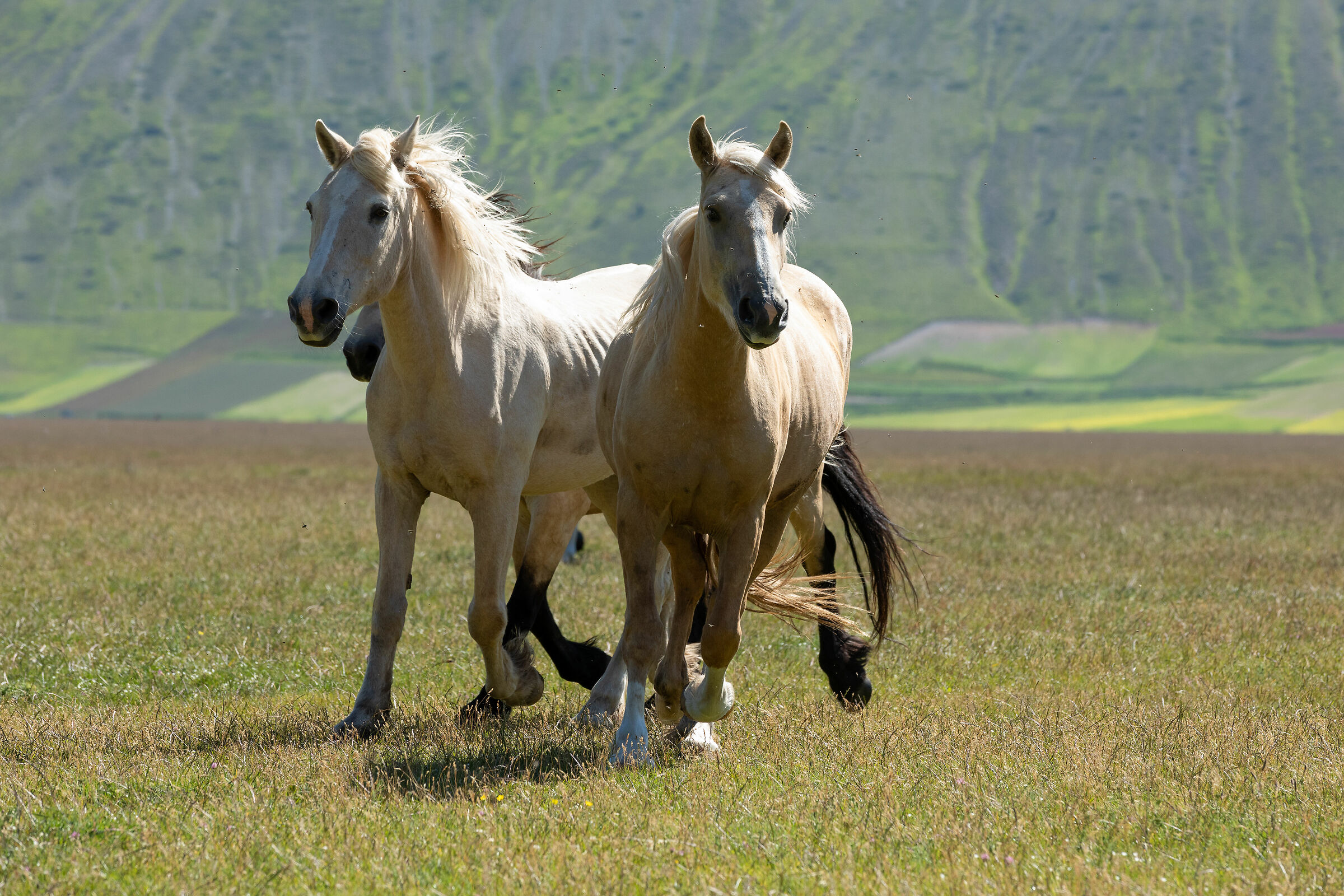 Castelluccio