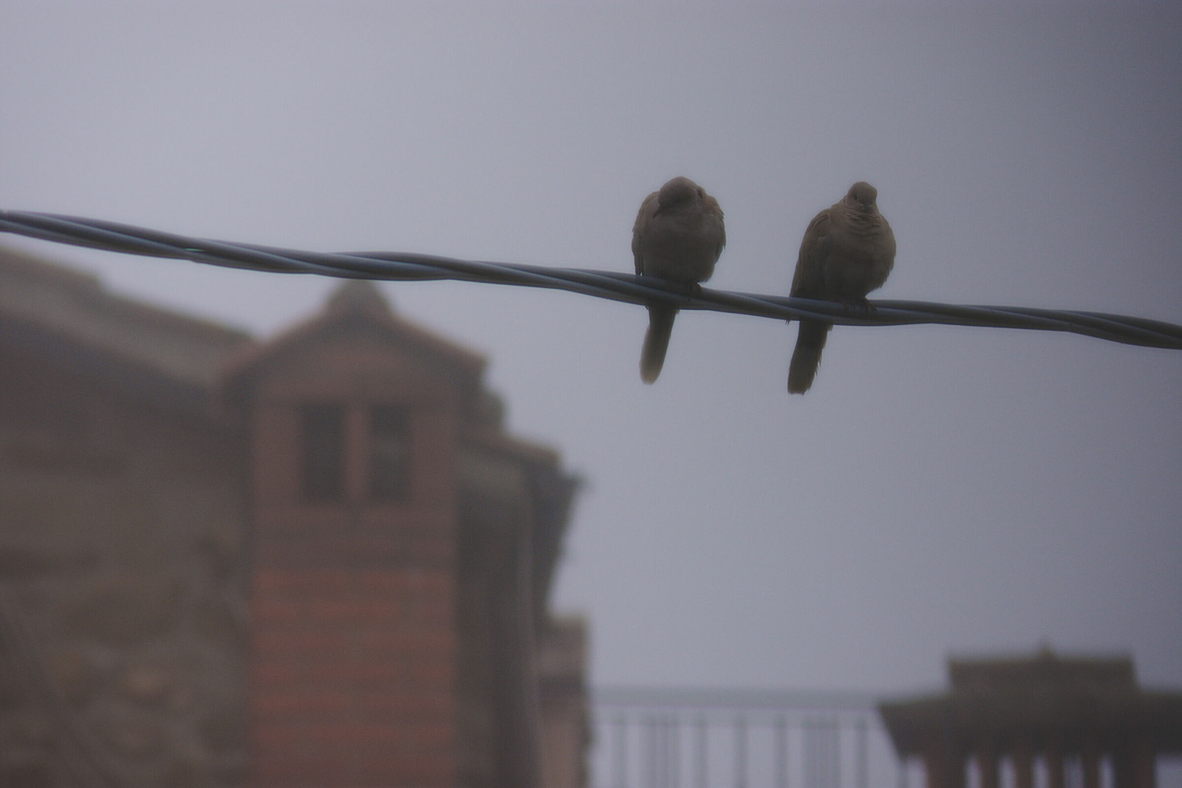 Grigi pomeriggi guardando la nebbia