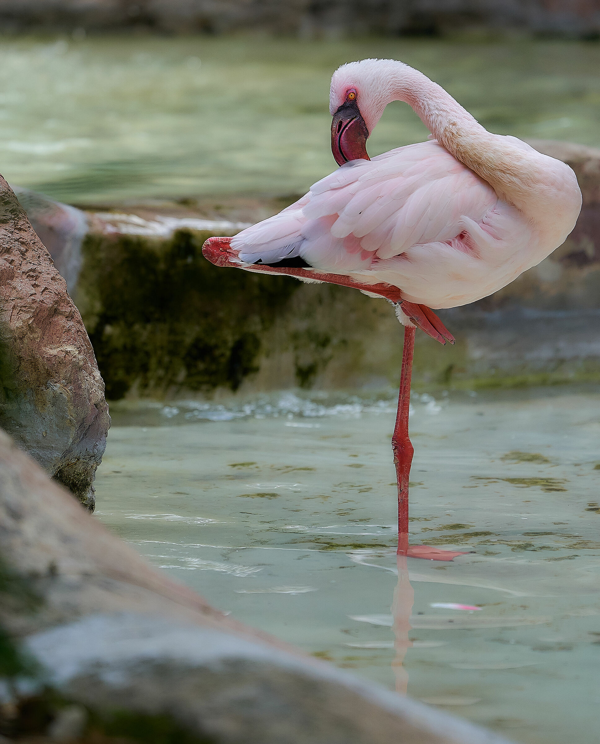 parco delle cornelle