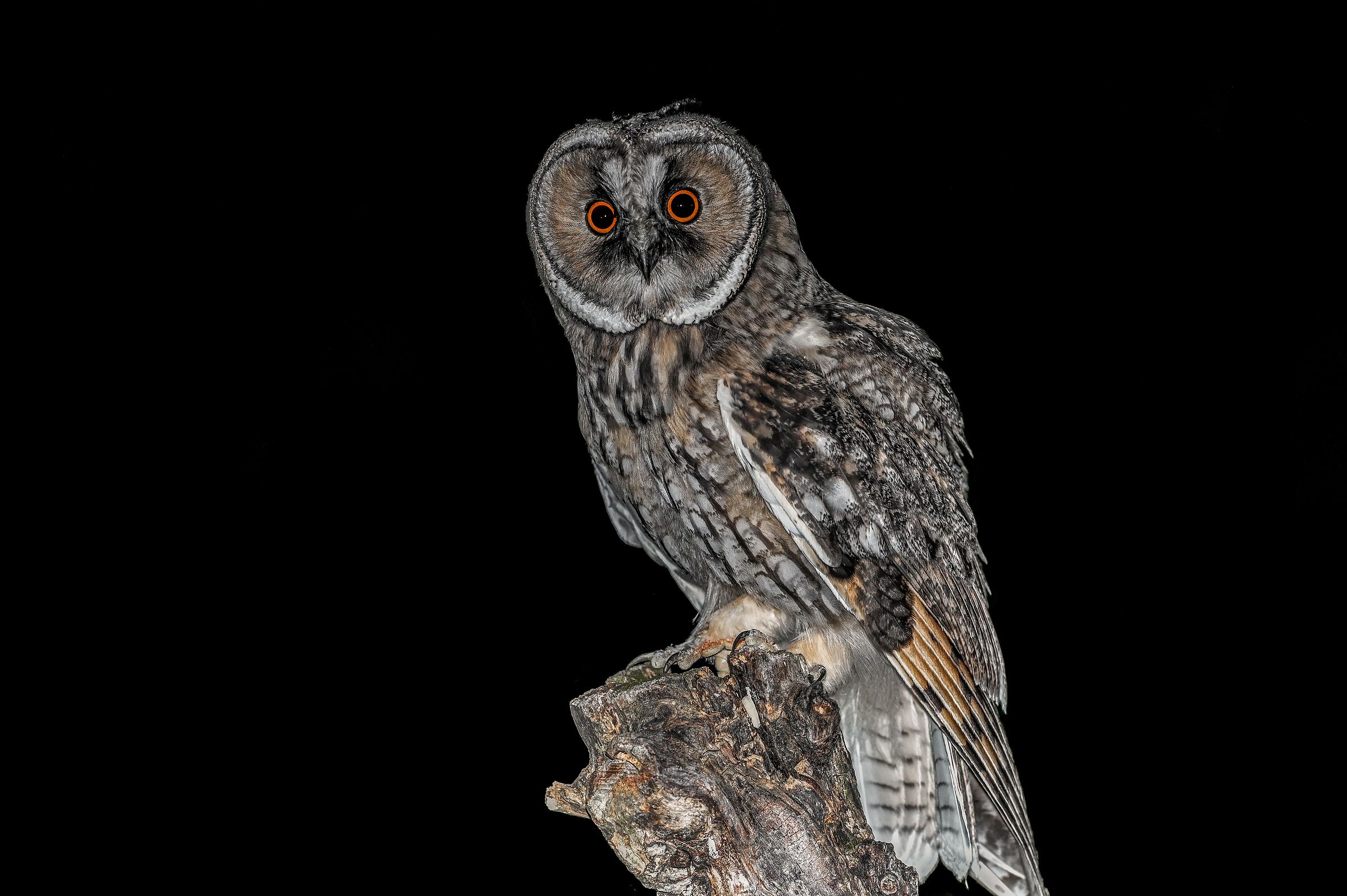 Common owl