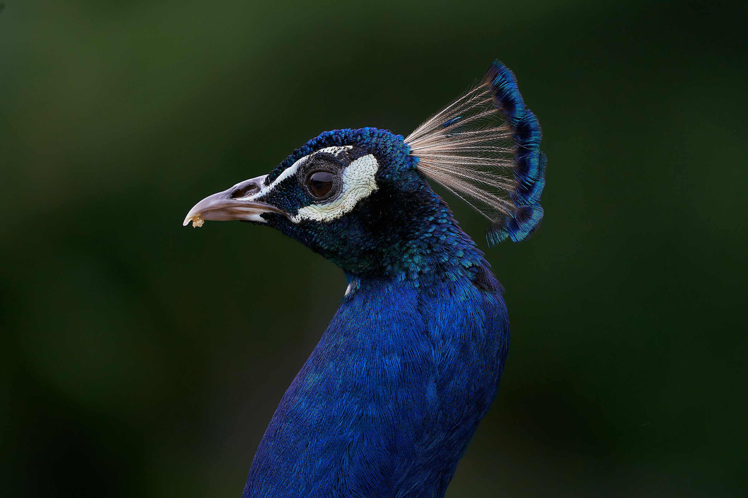 parco delle cornelle