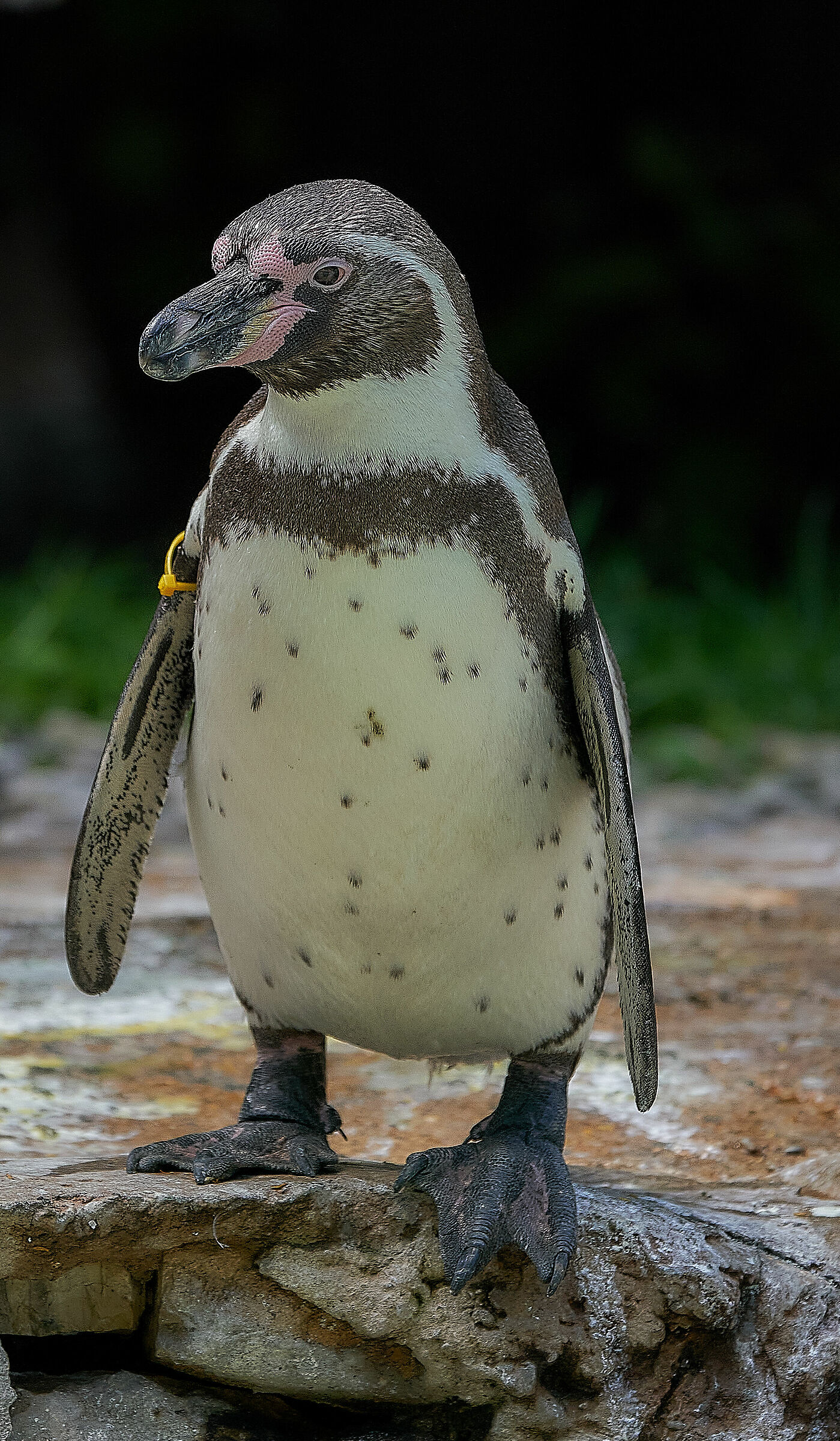 pinguino
