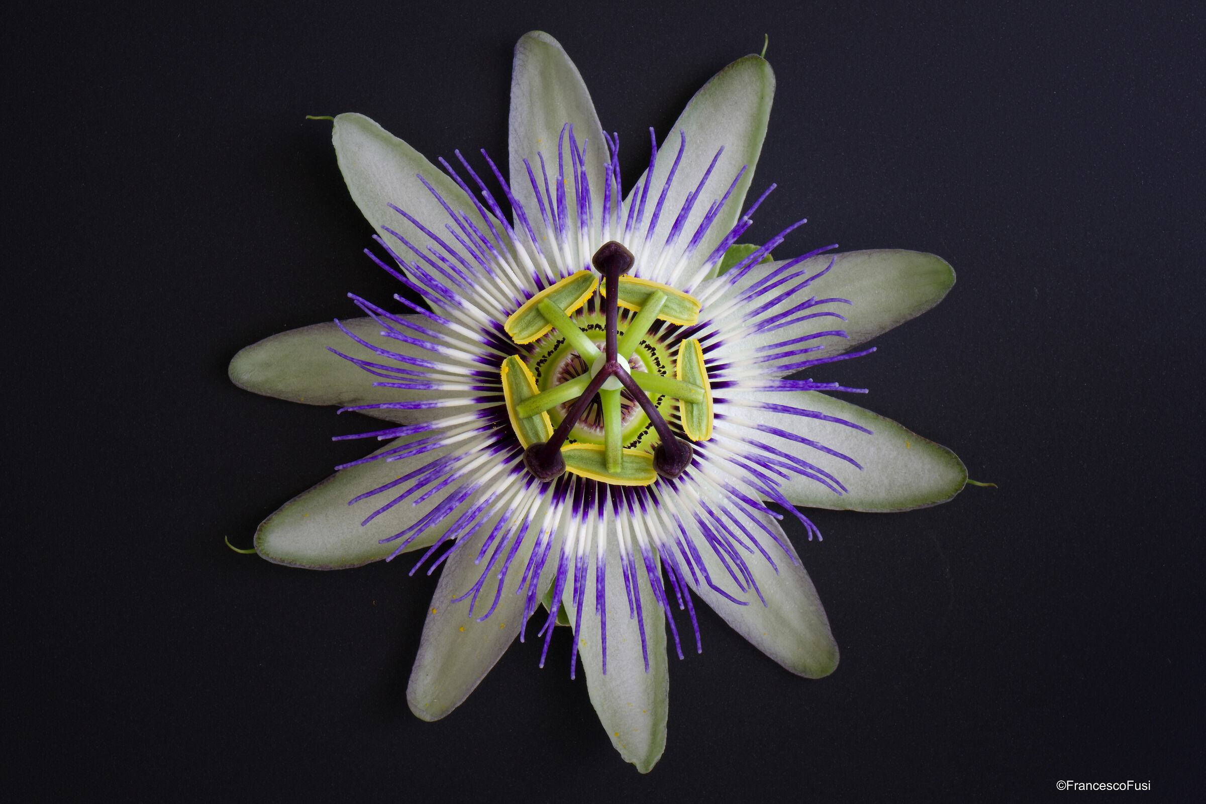 Fiore della passione