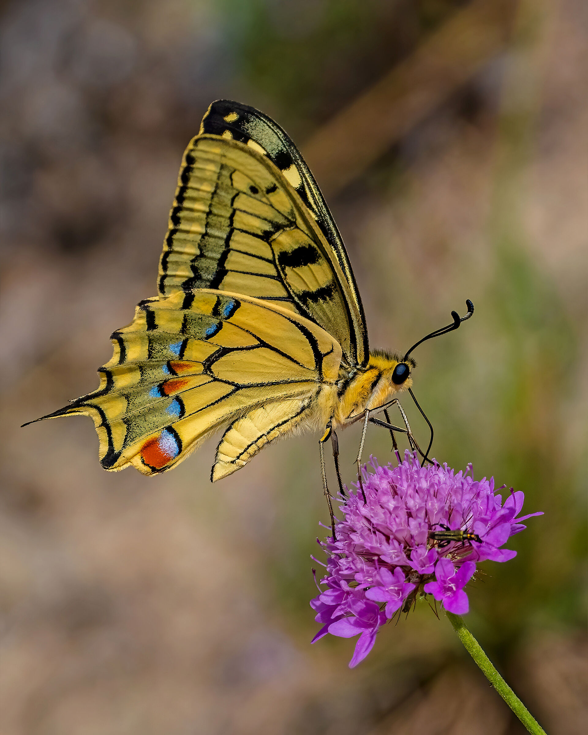 Swallowtail