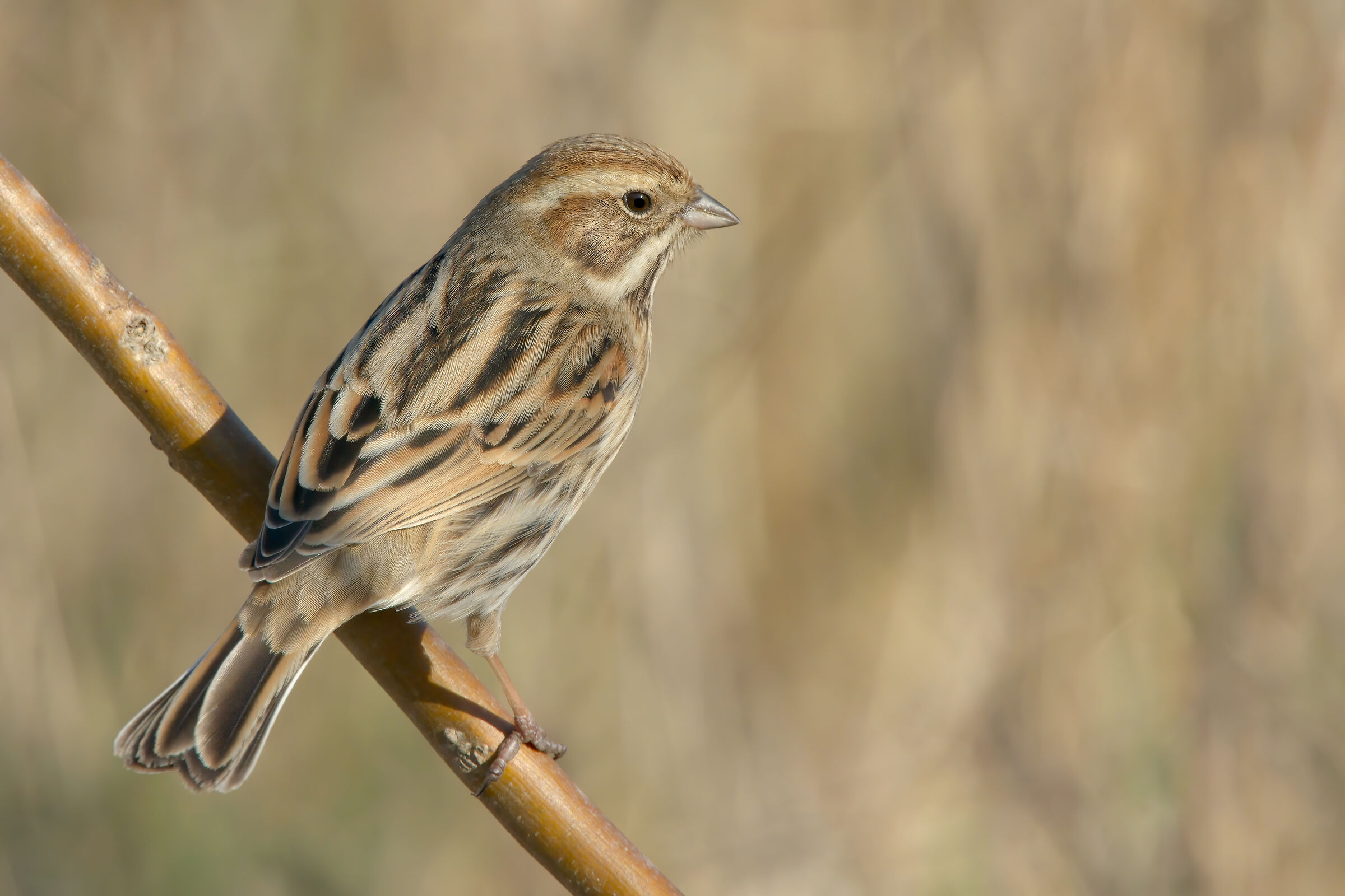 Marsh Migliarino (Emberiza schoeniclus)