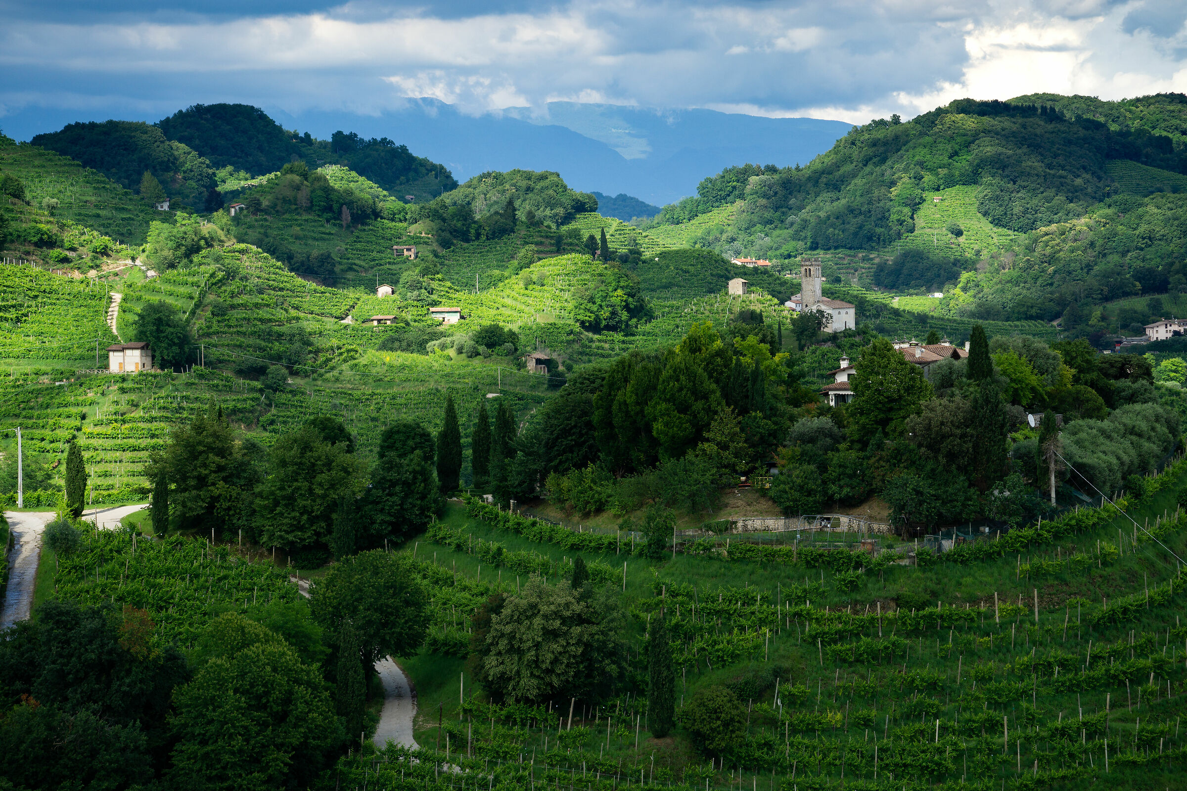 vigneti tra ombre e luci