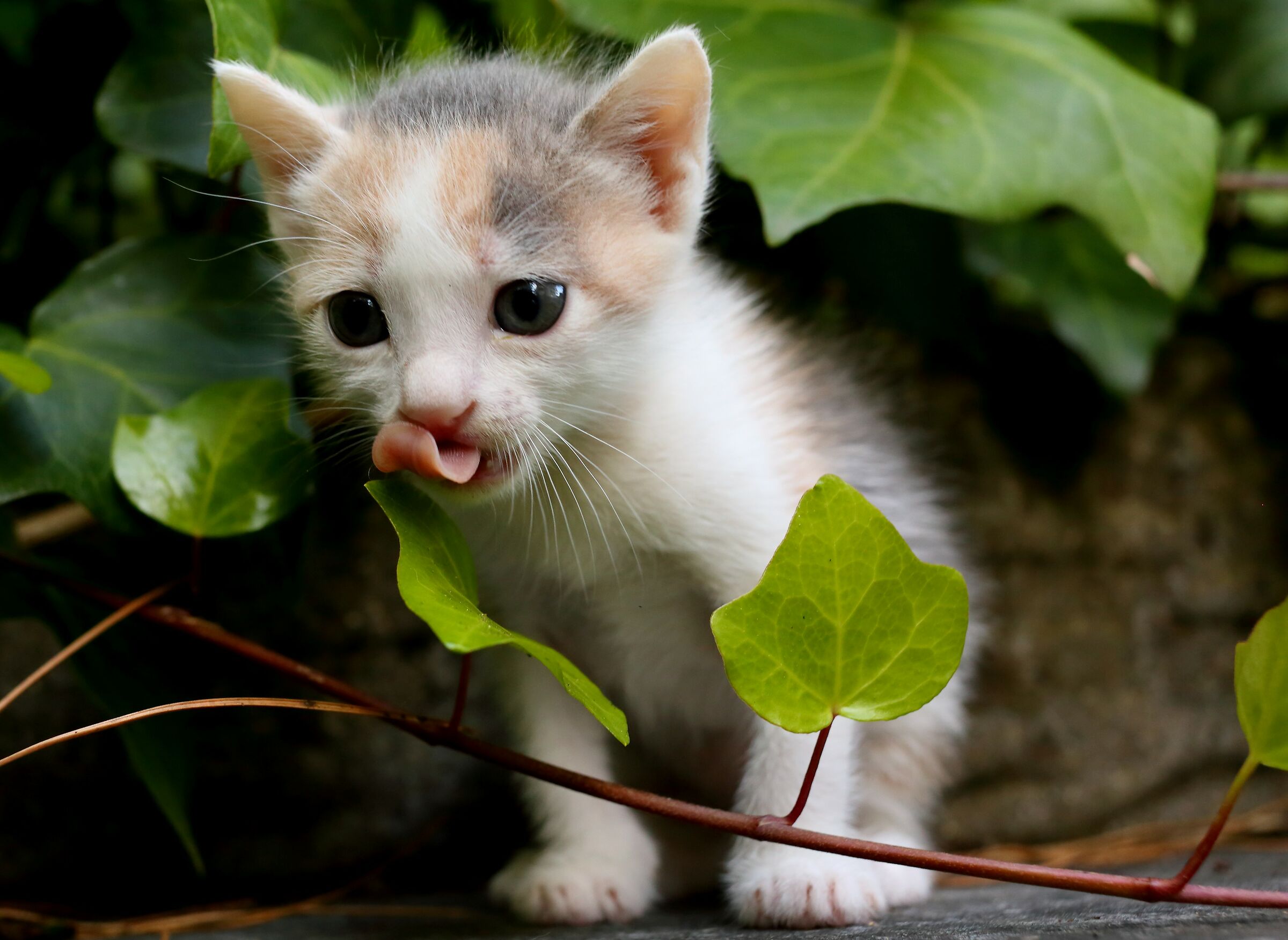 Un mondo nuovo da gustare