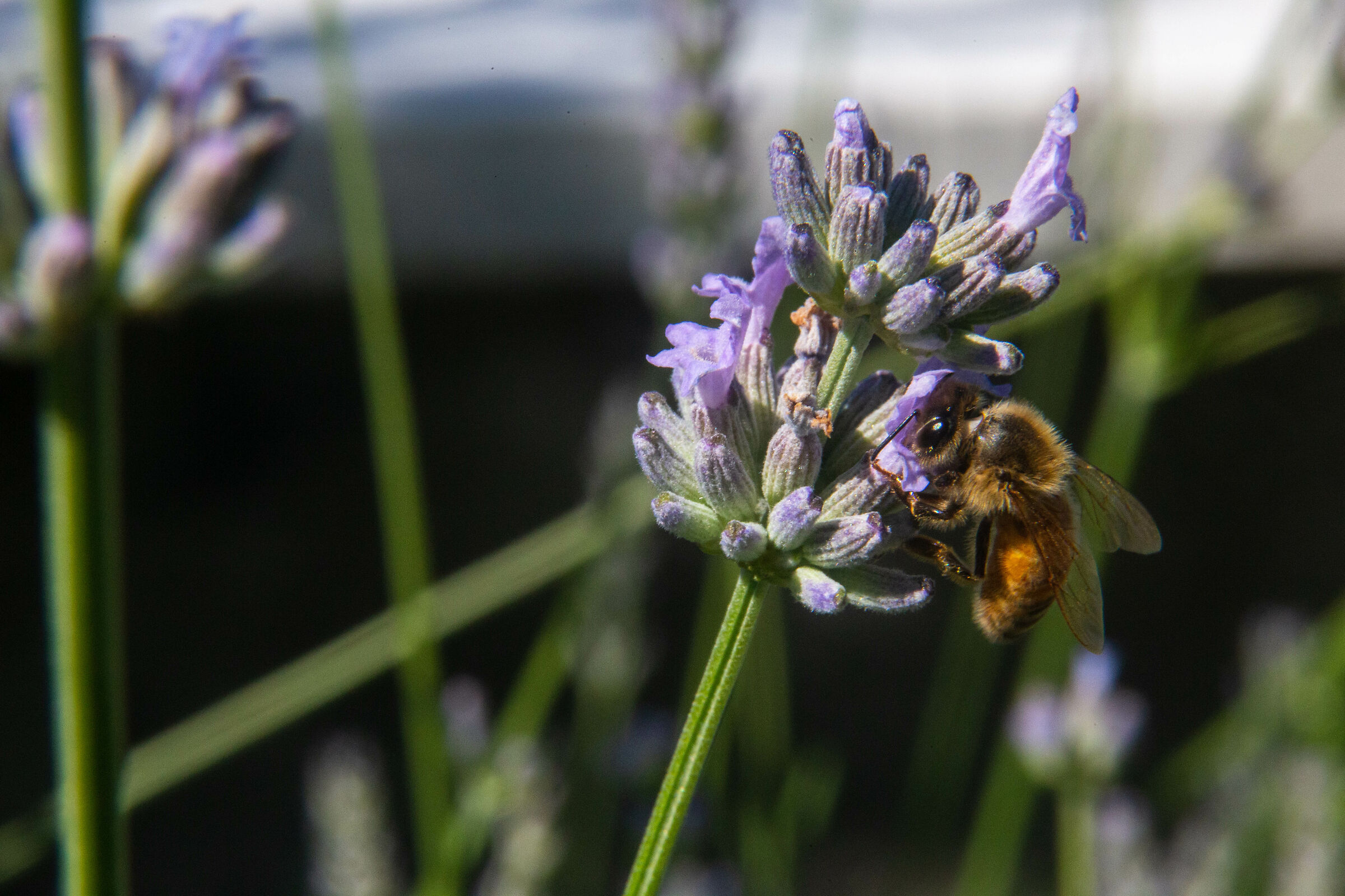 Bees and lavender