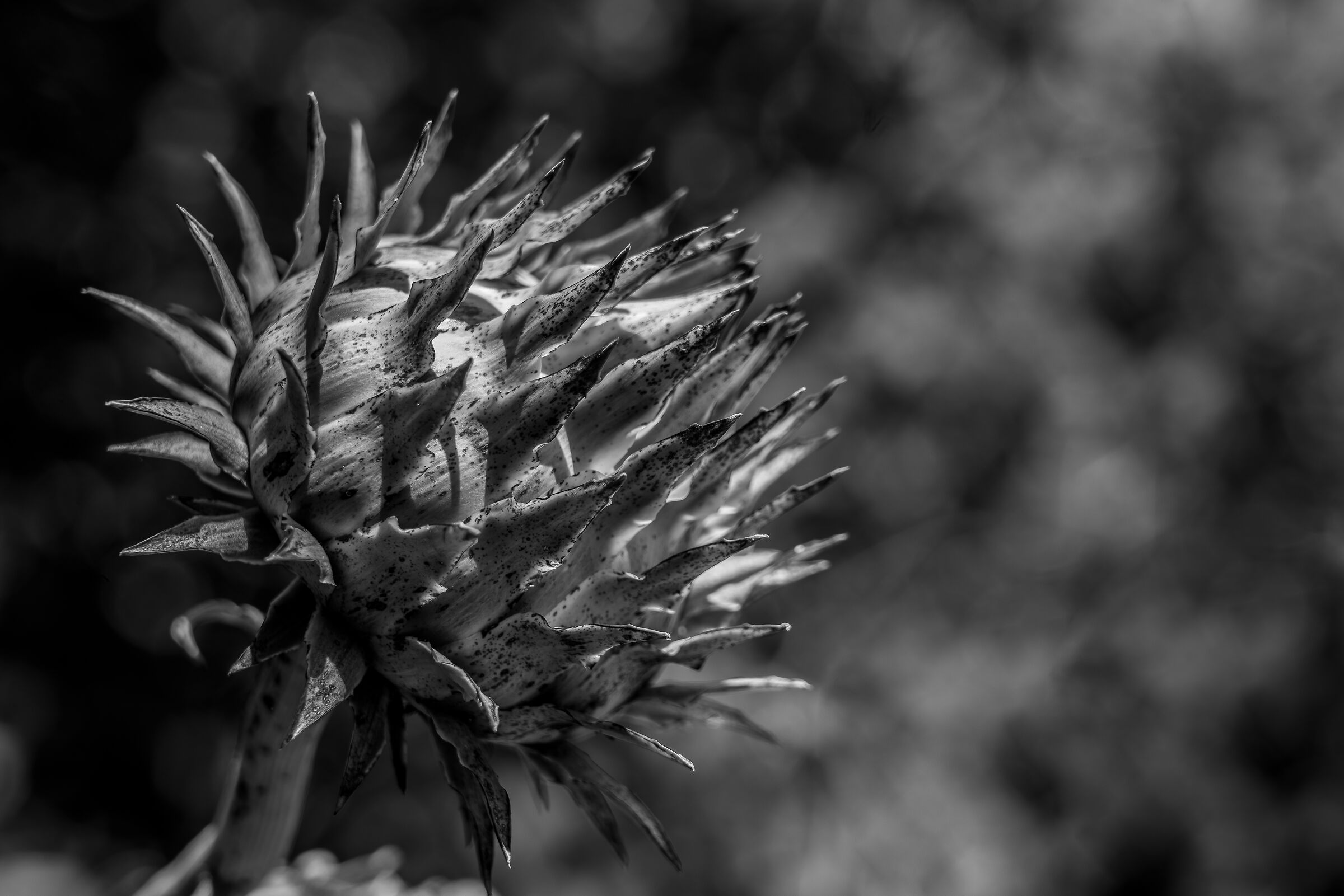 a thorny situation.....