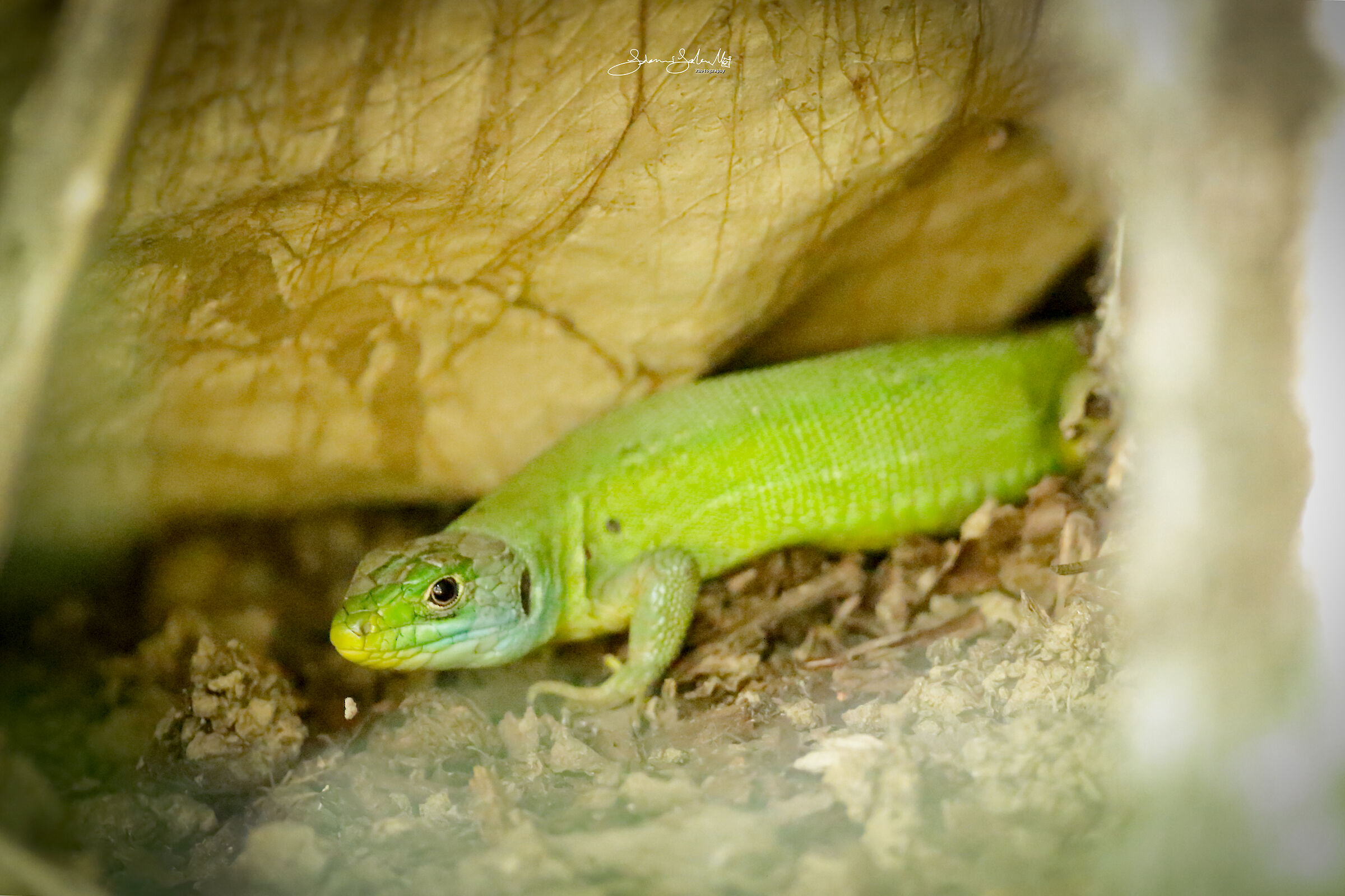 Nella tana del Ramarro (Lacerta bilineata, D., 1802)