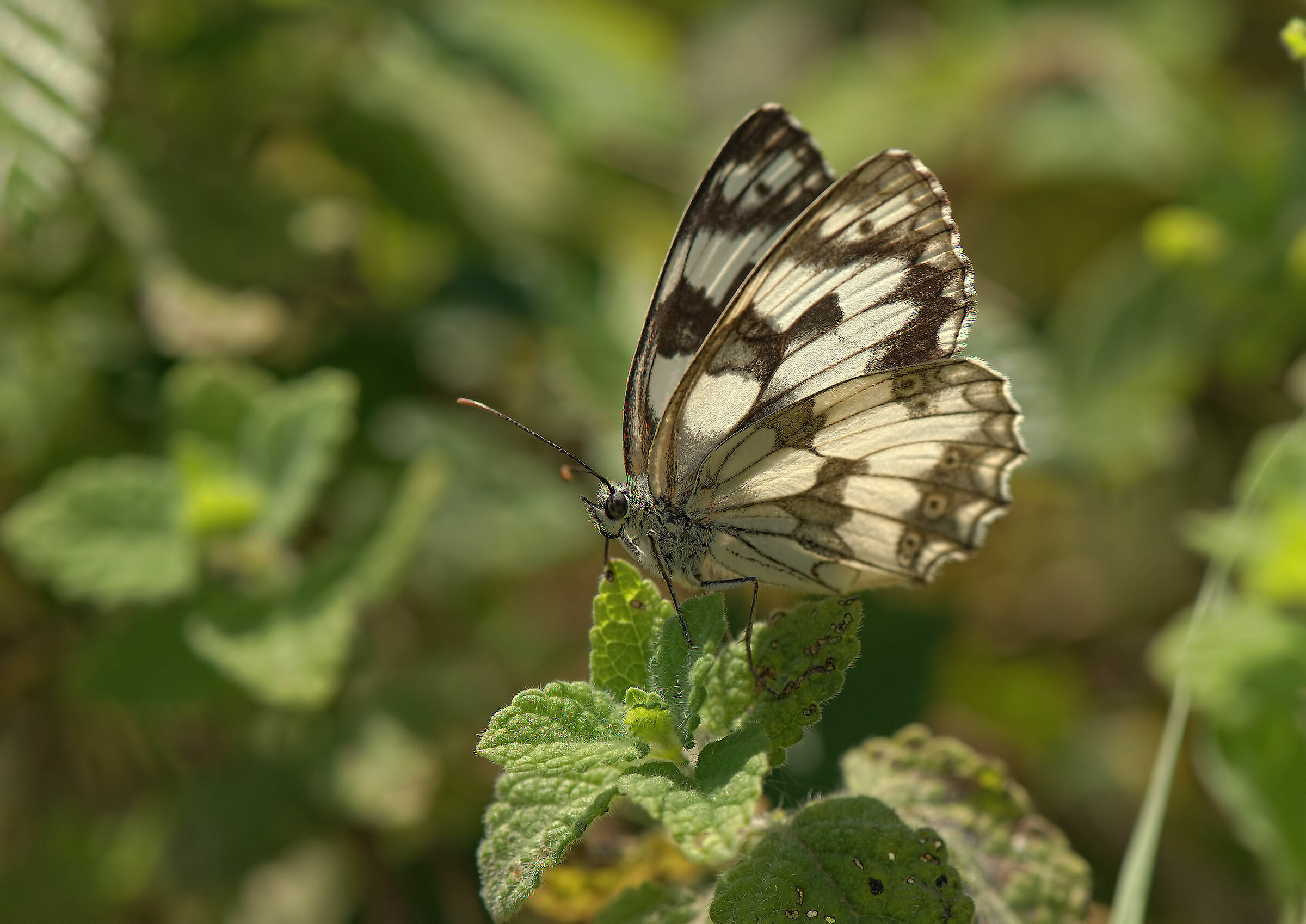 Melanargia galathea