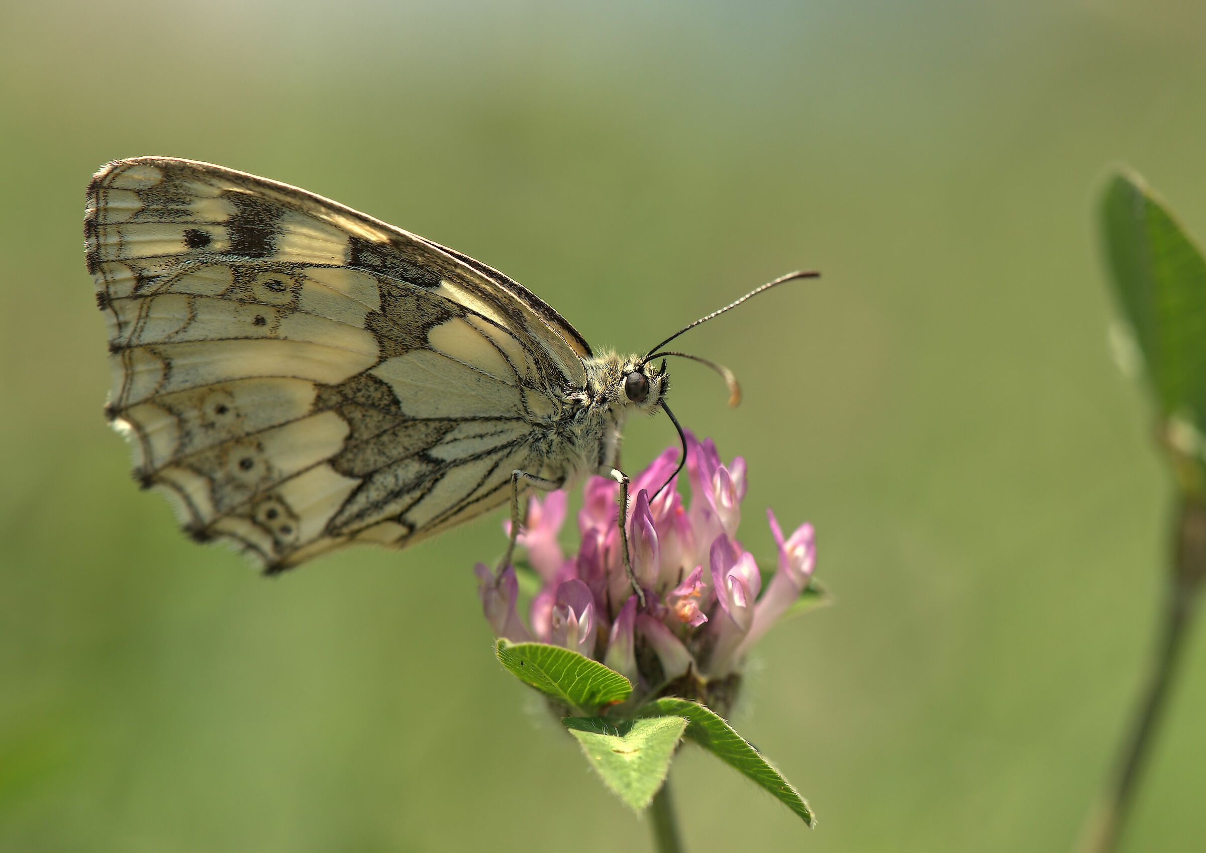 Melanargia galathea