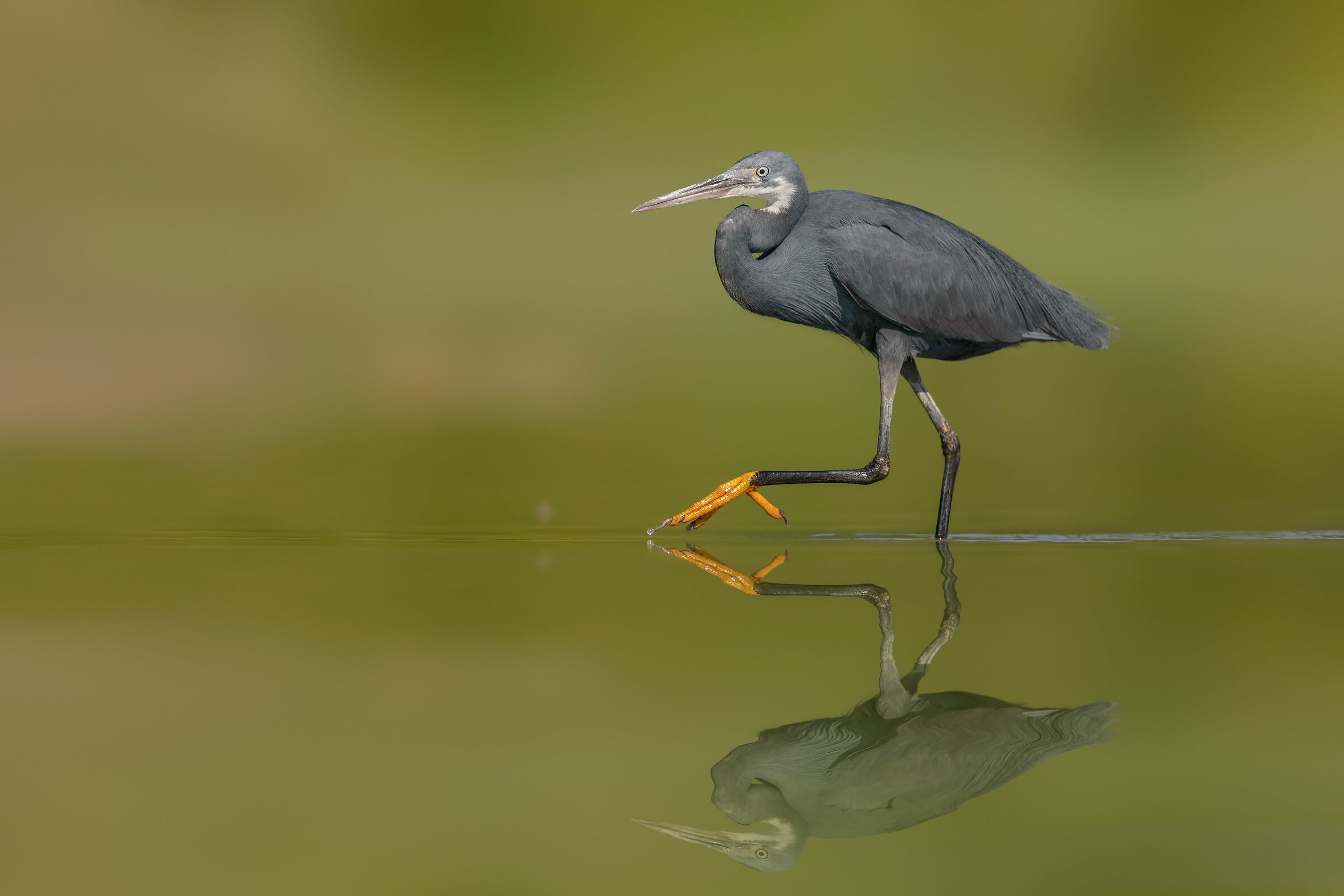 Lo Schistaceo a Parma