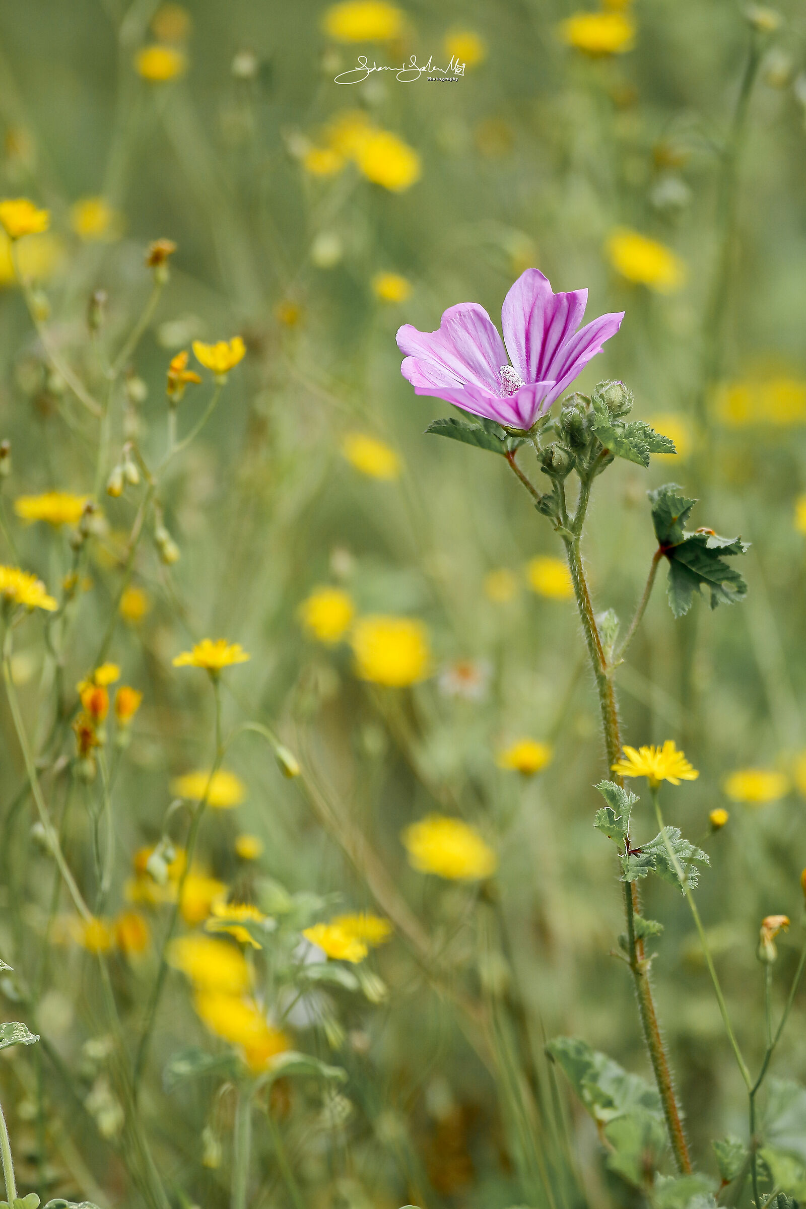 Pink on yellow pol pol poly