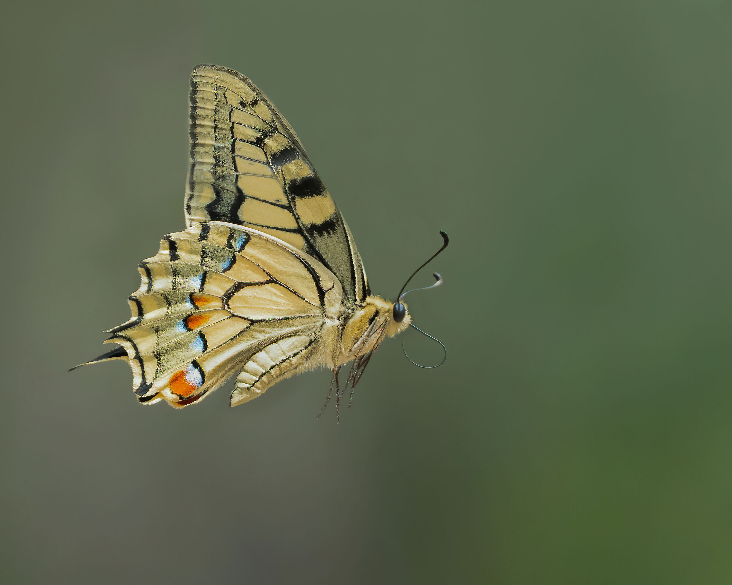 Swallowtail