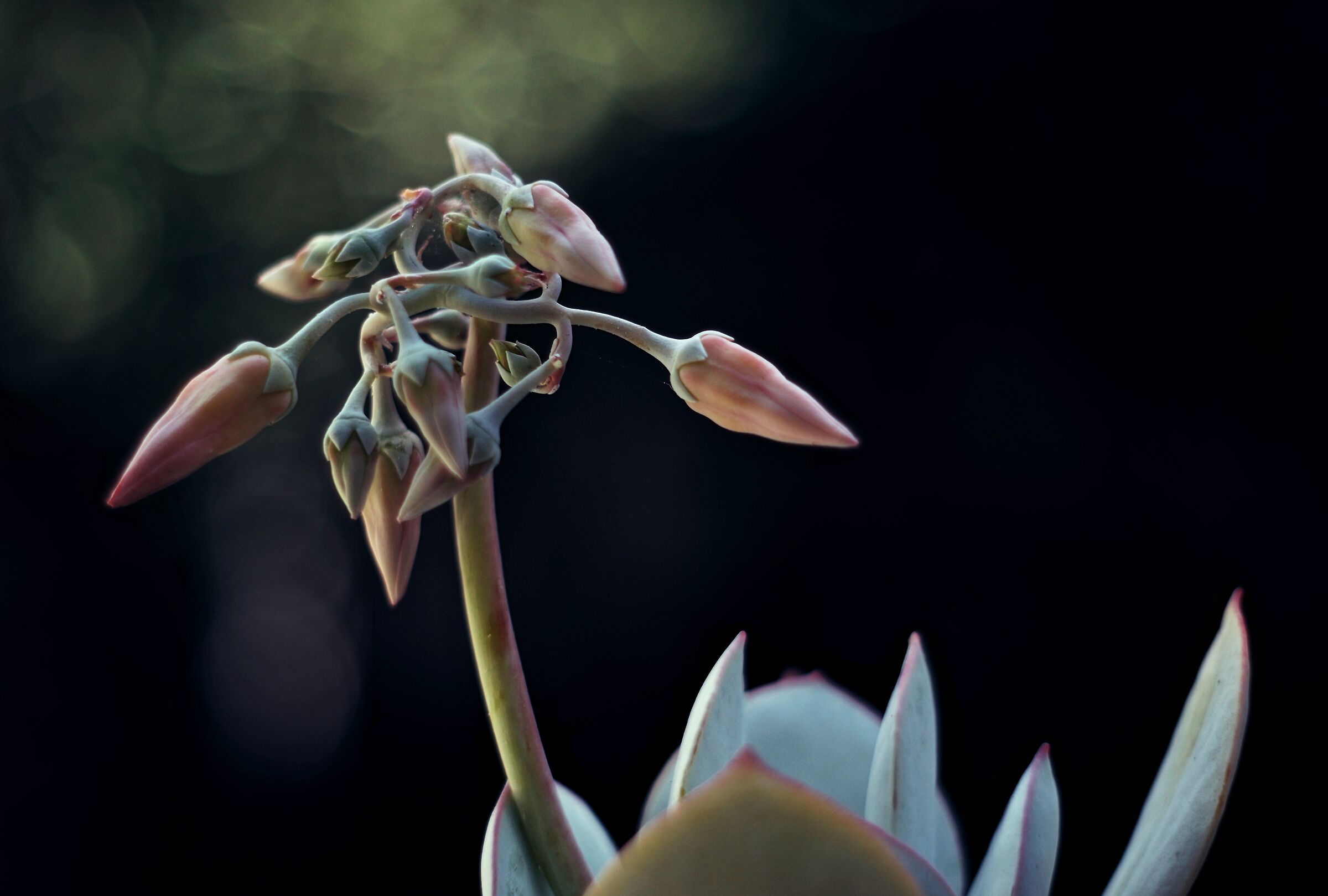 Fiore di Pianta Grassa