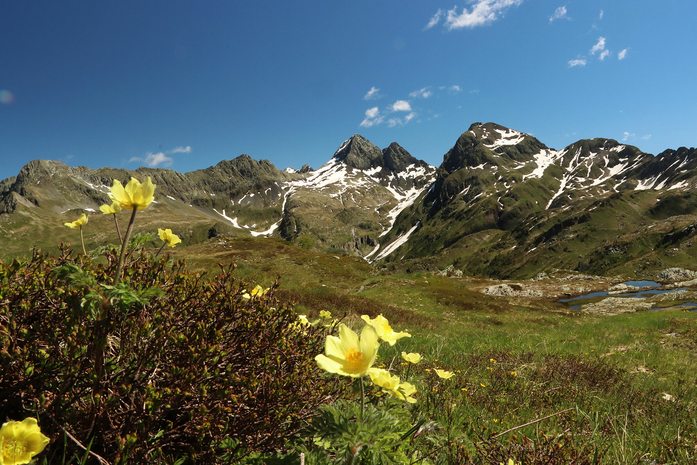 il Diavolo e gli anemoni