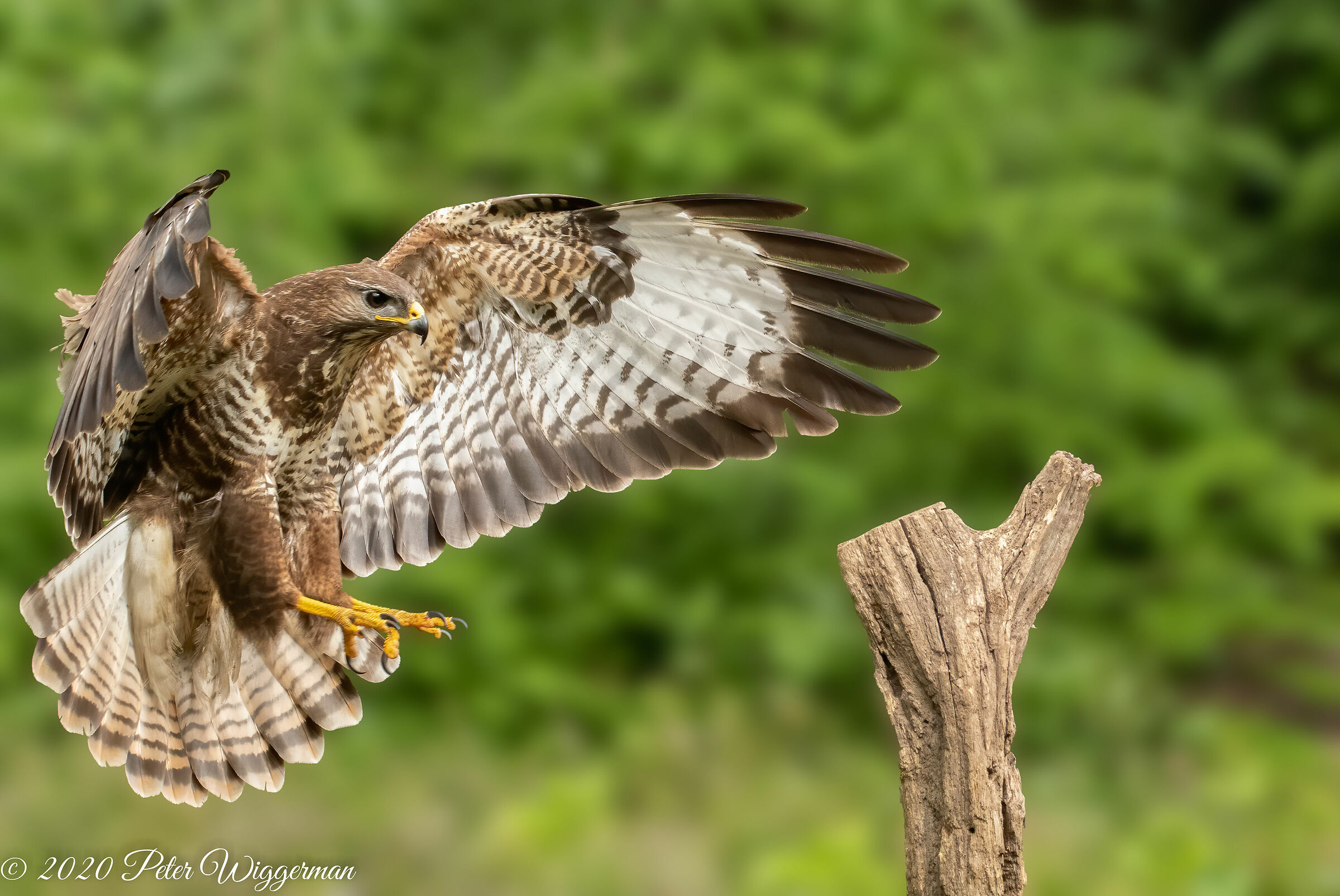 Buzzard landing