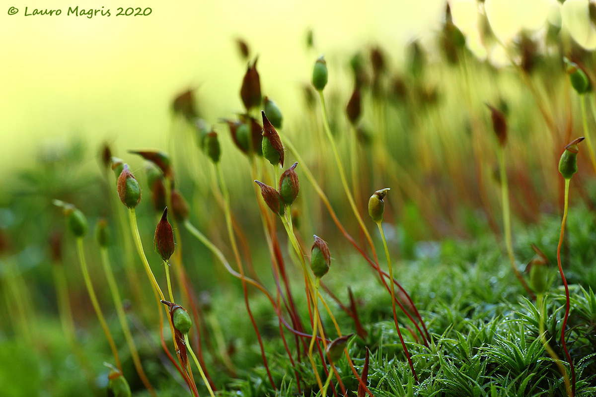Polytrichum commune