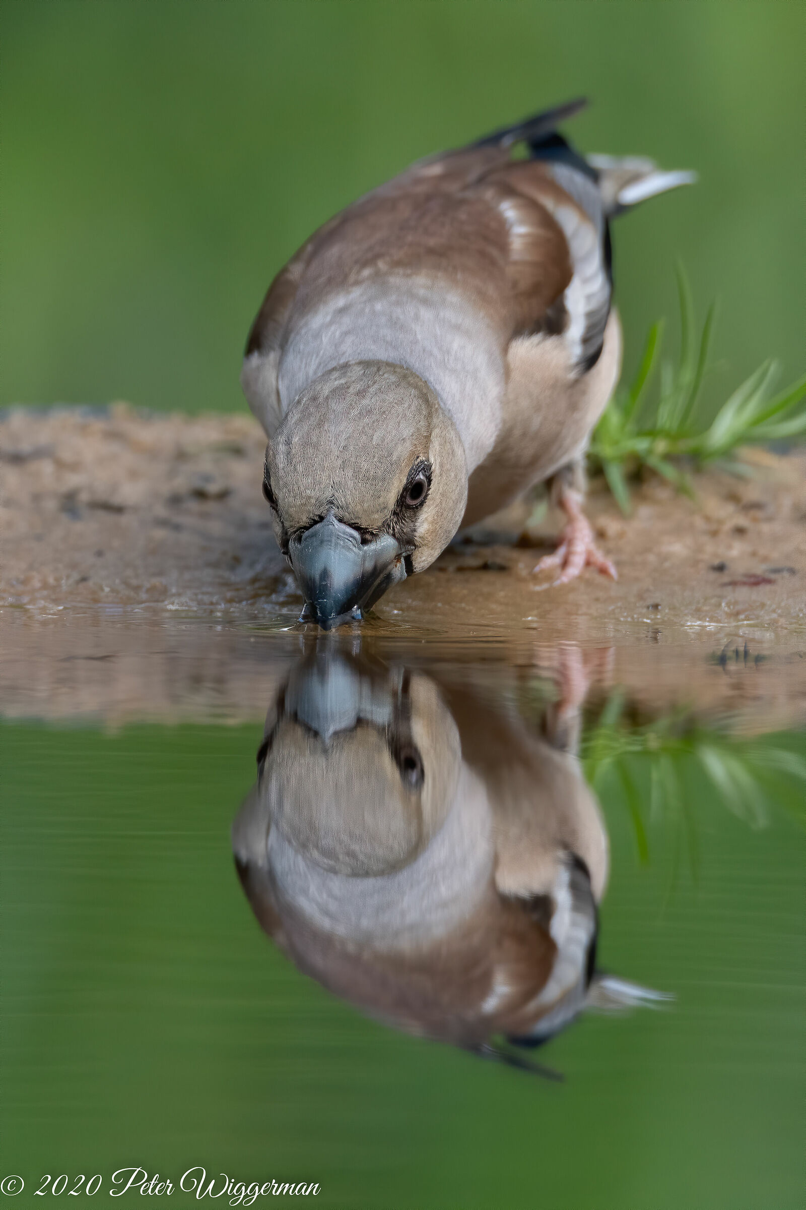 Hawfinch (Femaile)