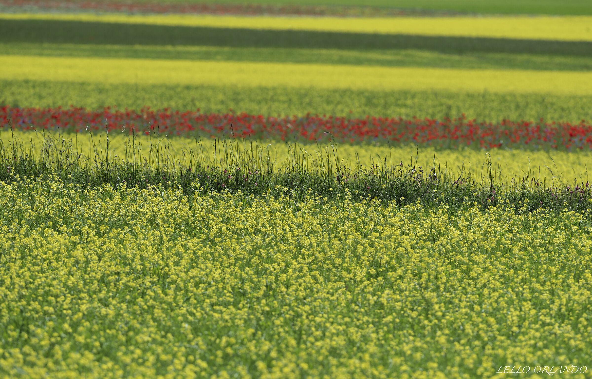 Castelluccio di Norcia