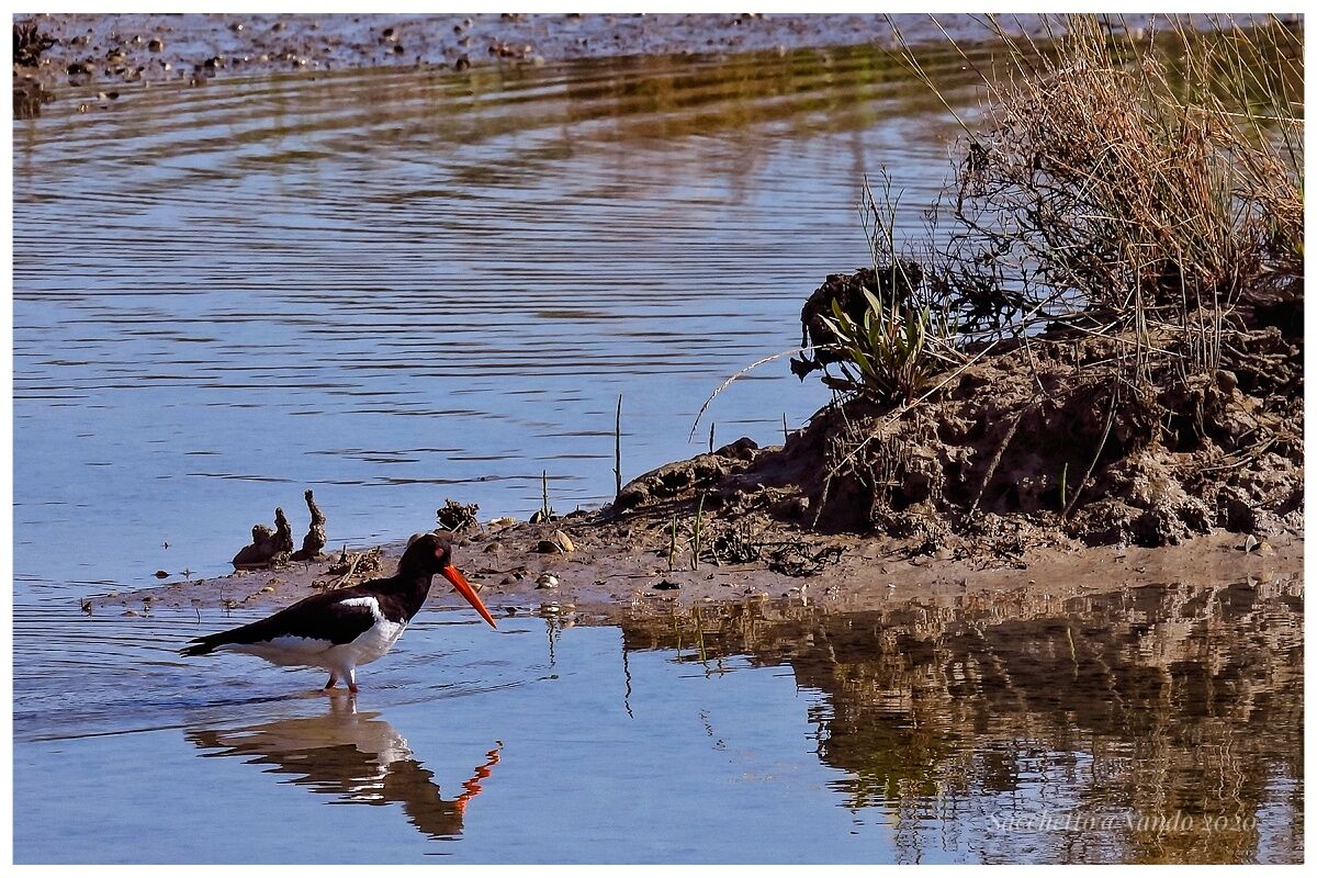 Fauna in Lio Piccolo ve