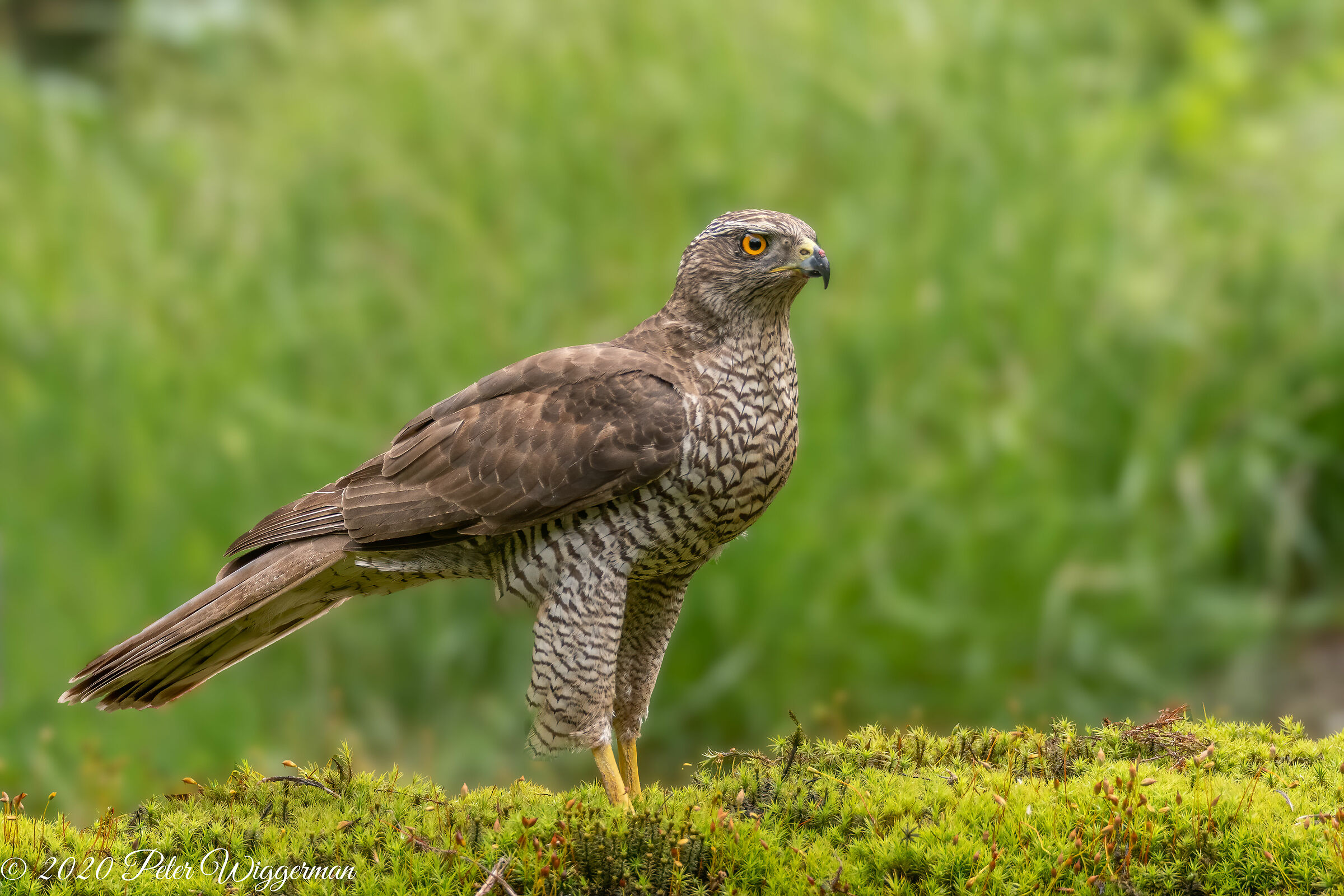 Goshawk
