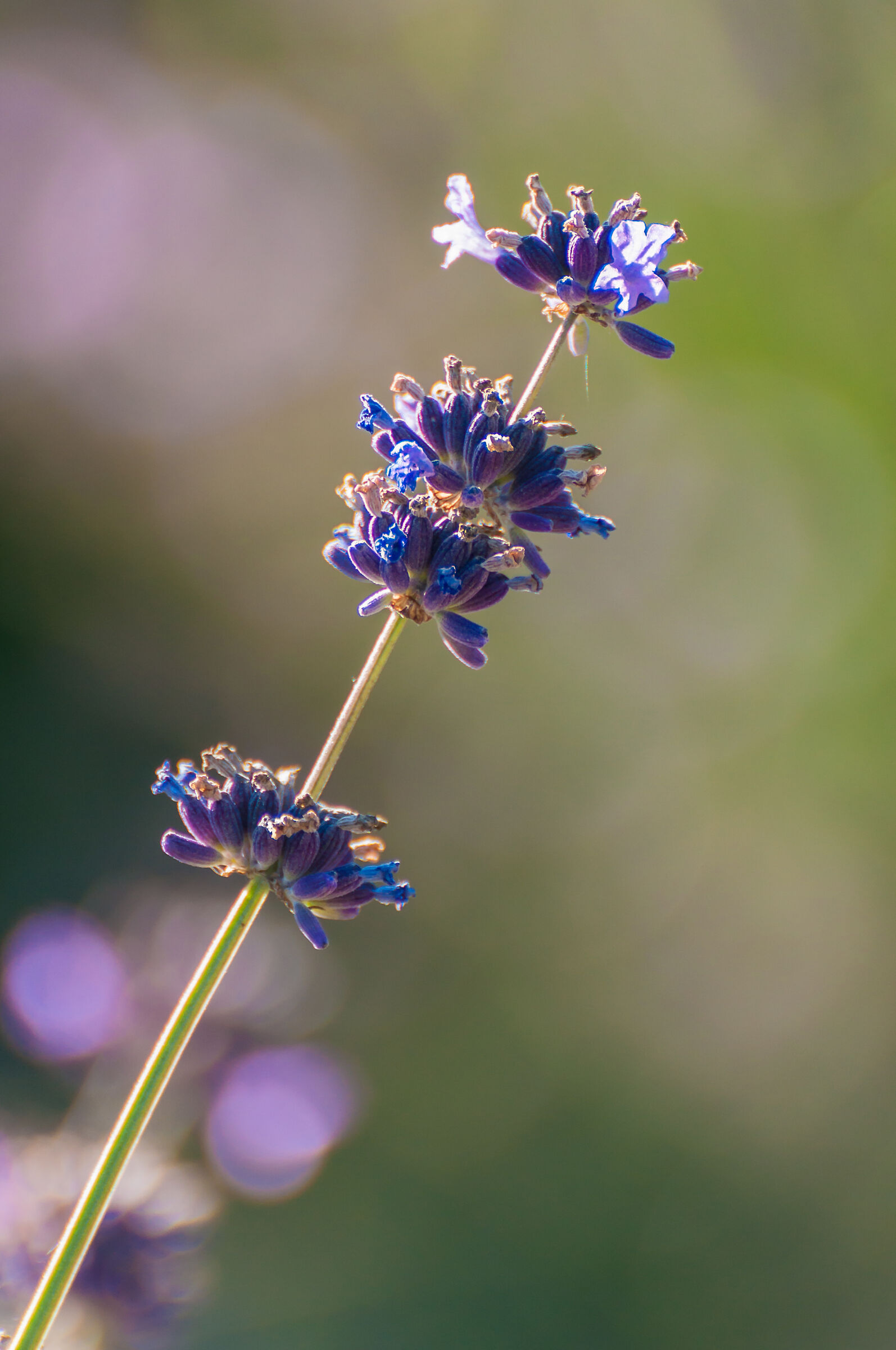 Stelo di lavanda