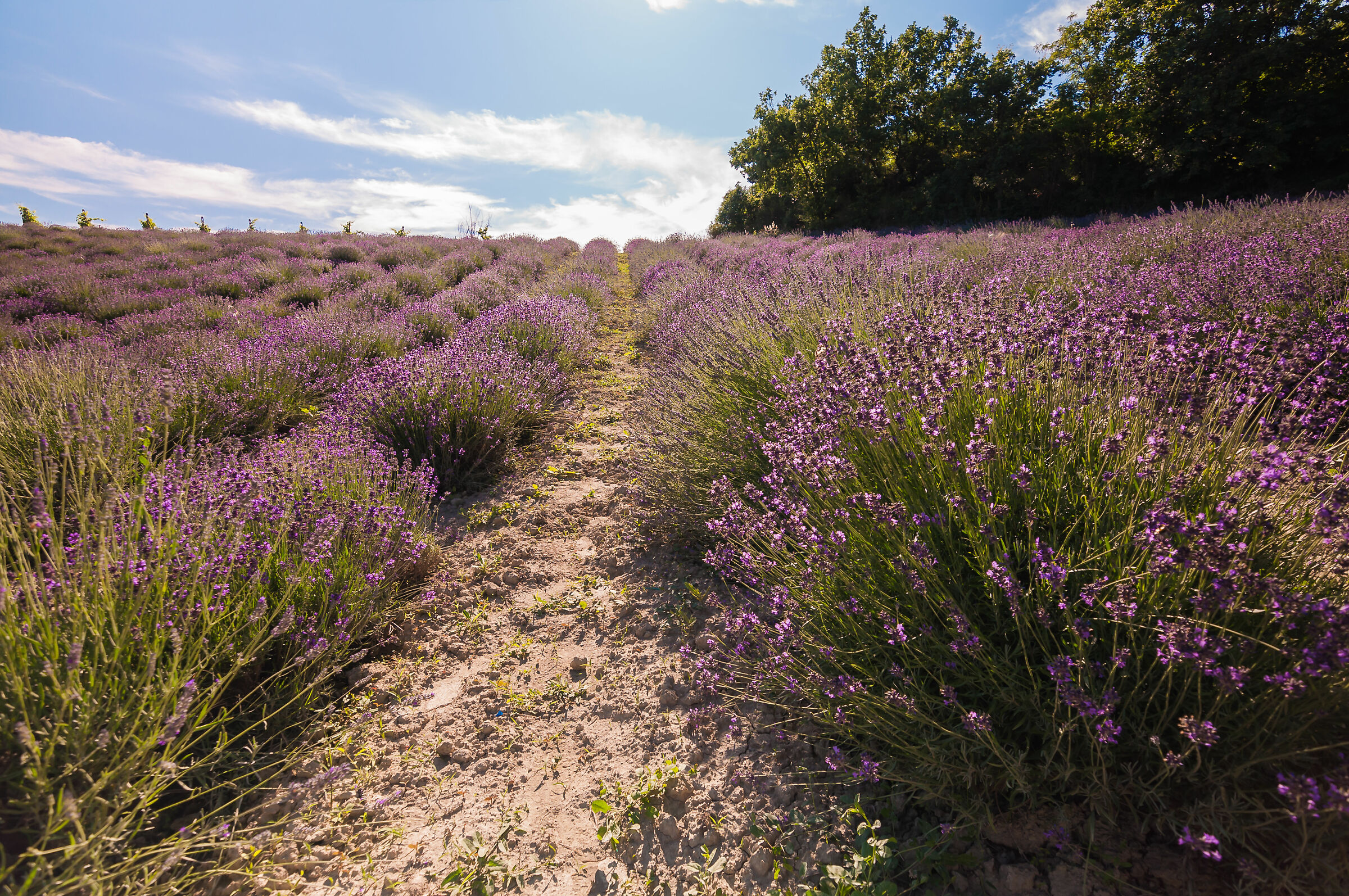Campo di lavanda