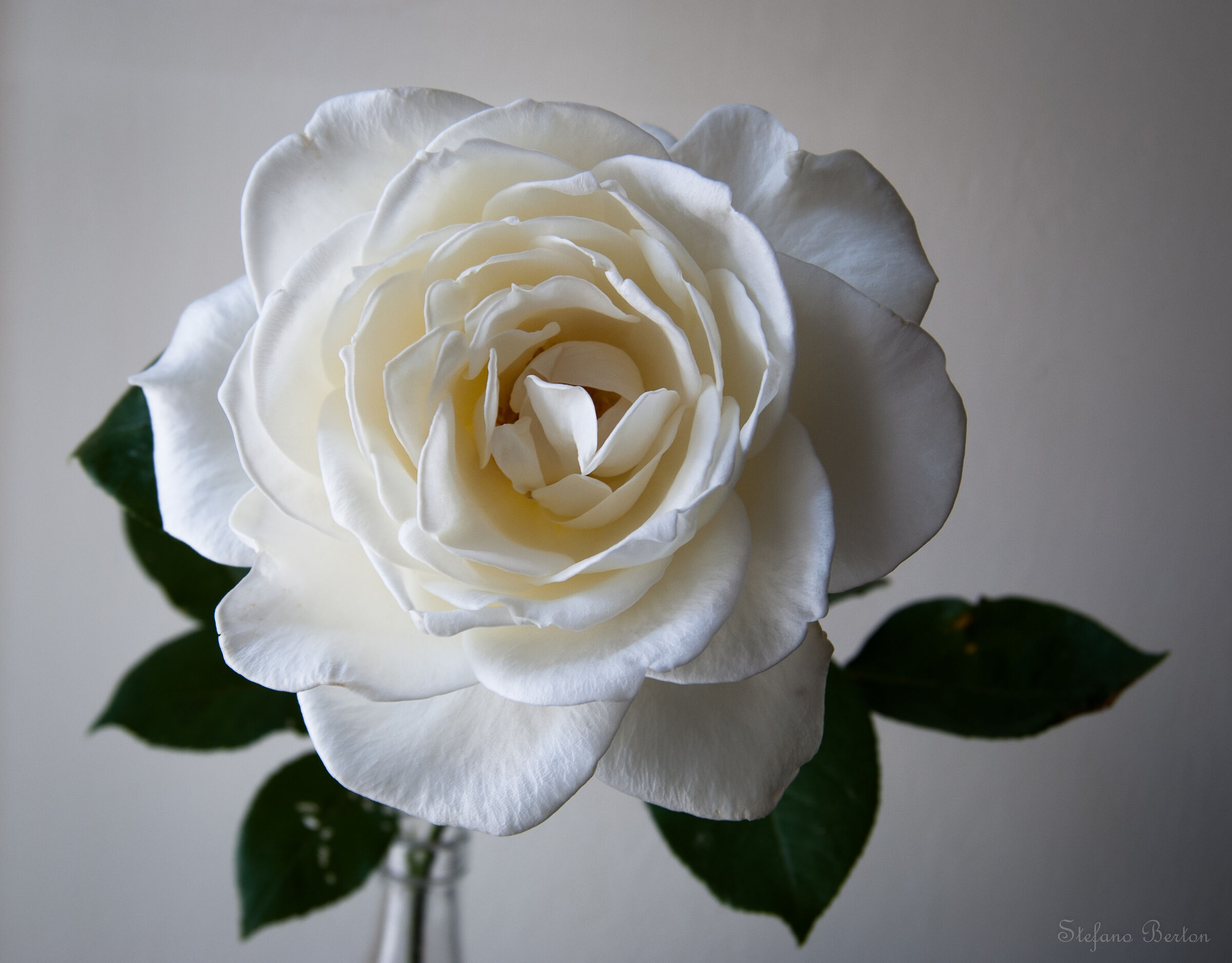 White rose