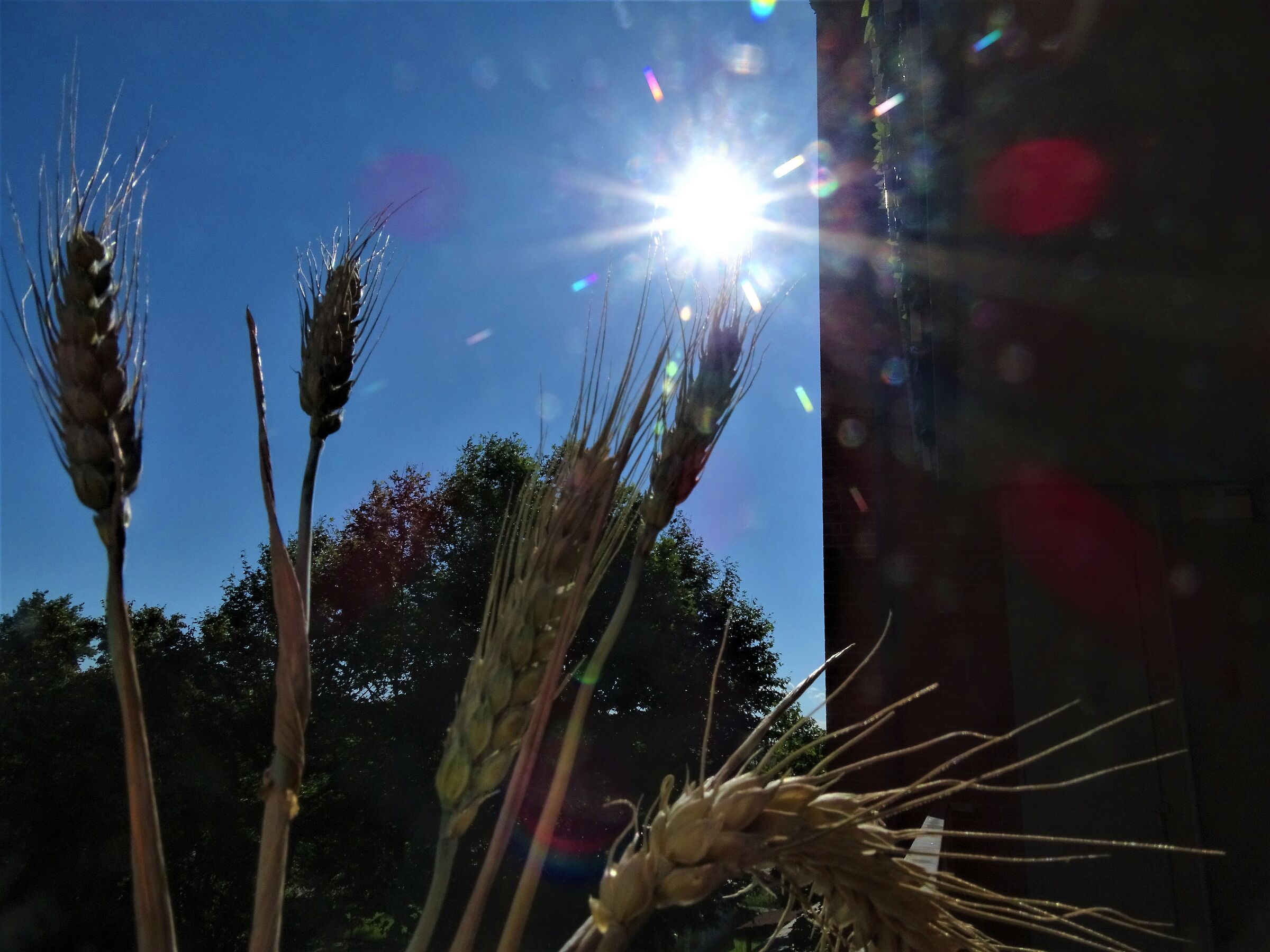 grain and sky.
