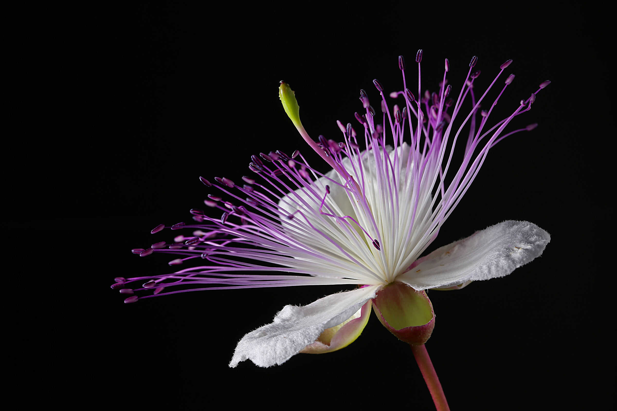 Fiore del cappero (l'orchidea del mediterraneo)