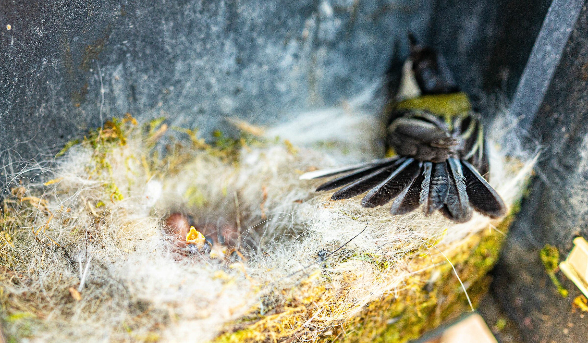 Nella cassetta della posta e con i peli del cane