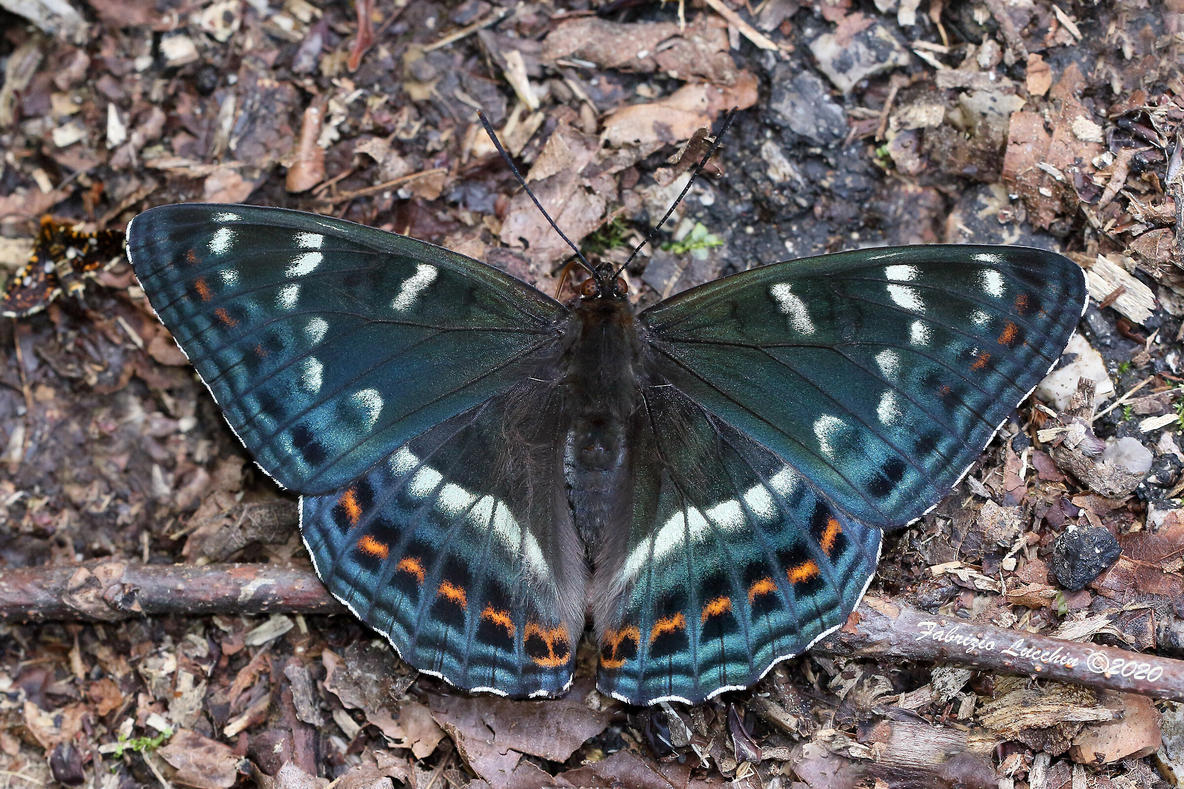 Limenitis populi (male specimen)