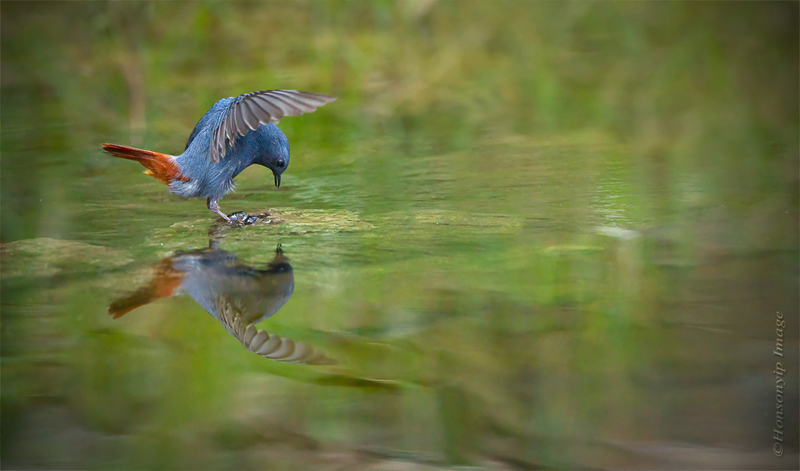 Plumbeo acqua Redstart_Male