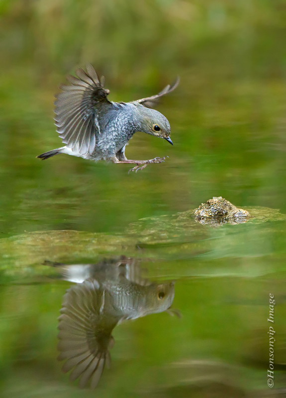 Plumbeo acqua Redstart_Female