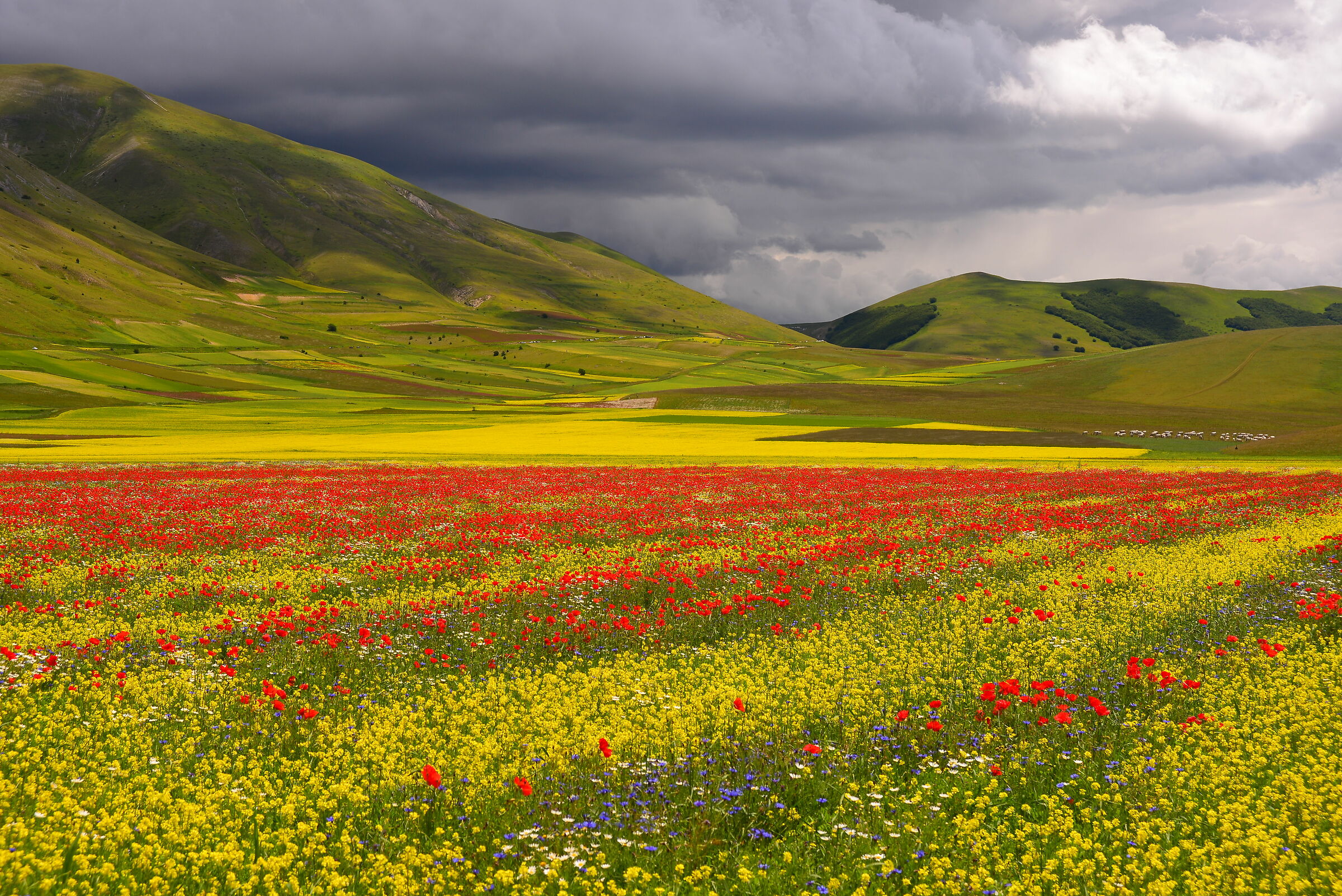 Castelluccio