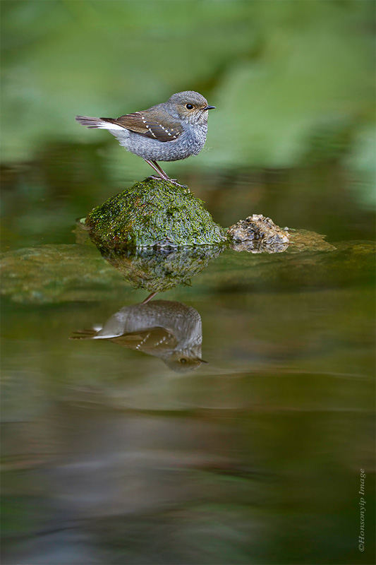 Plumbeo acqua Codirosso