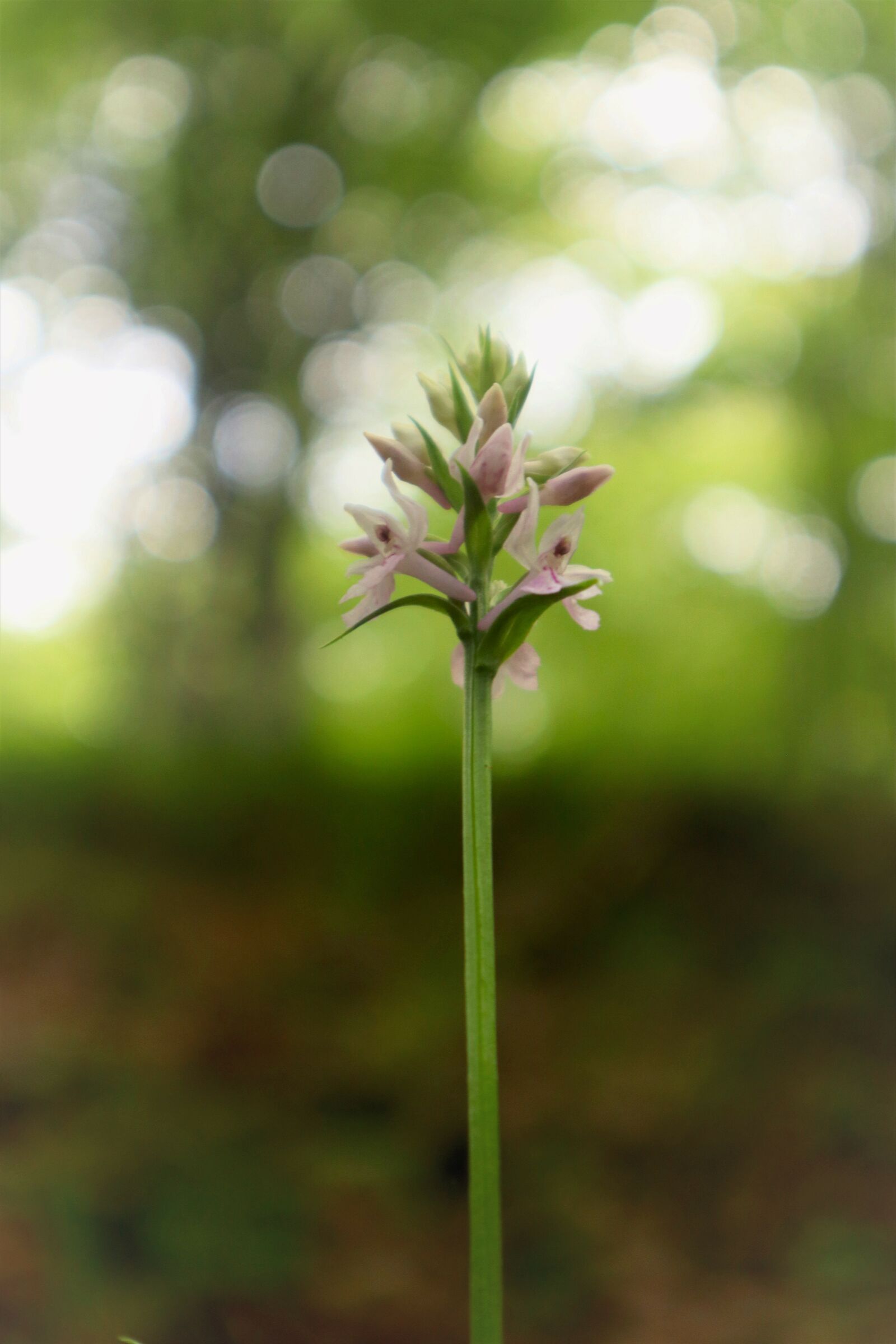 on the ascent to the Bivacco Bianchi