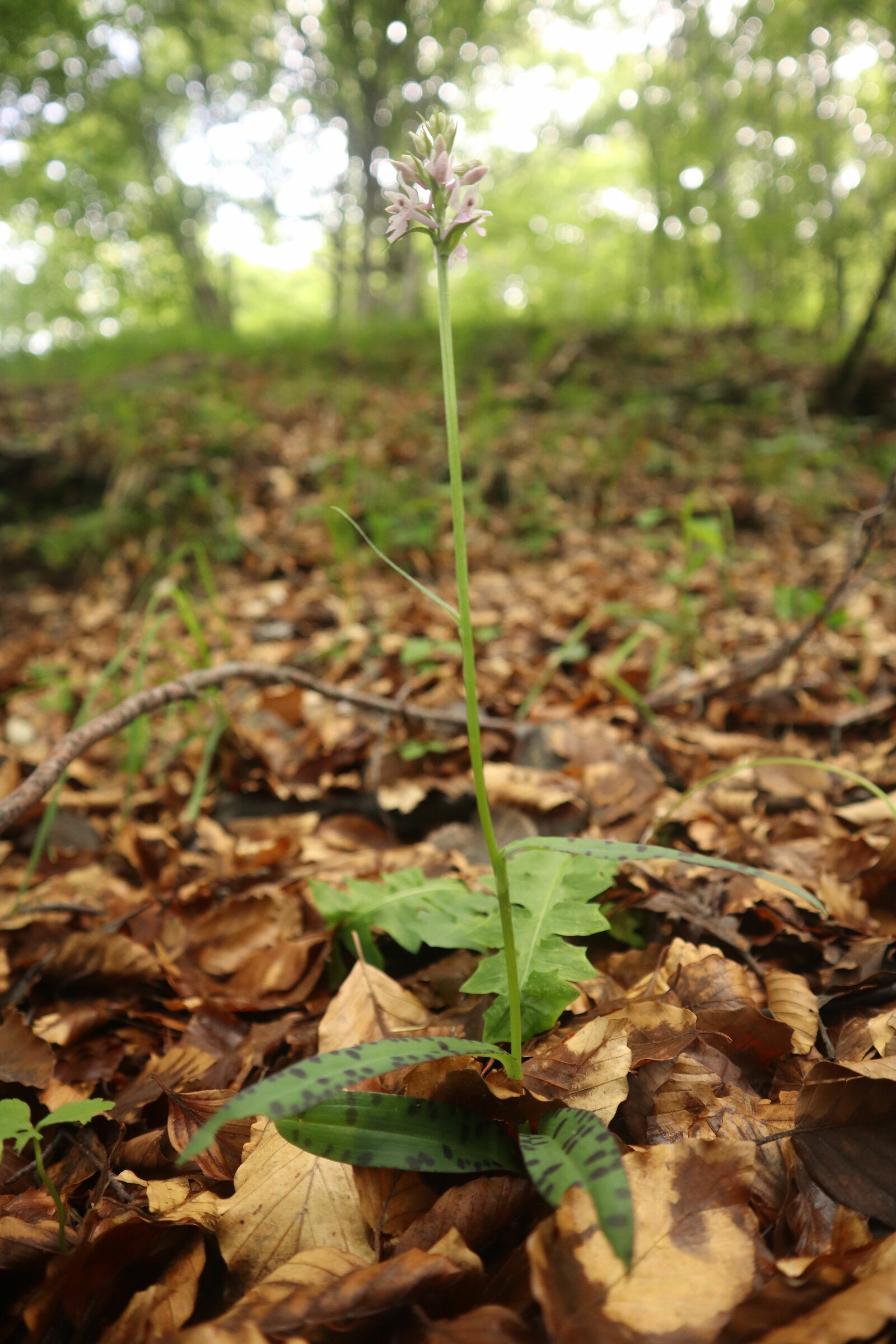 on the ascent to the Bivacco Bianchi