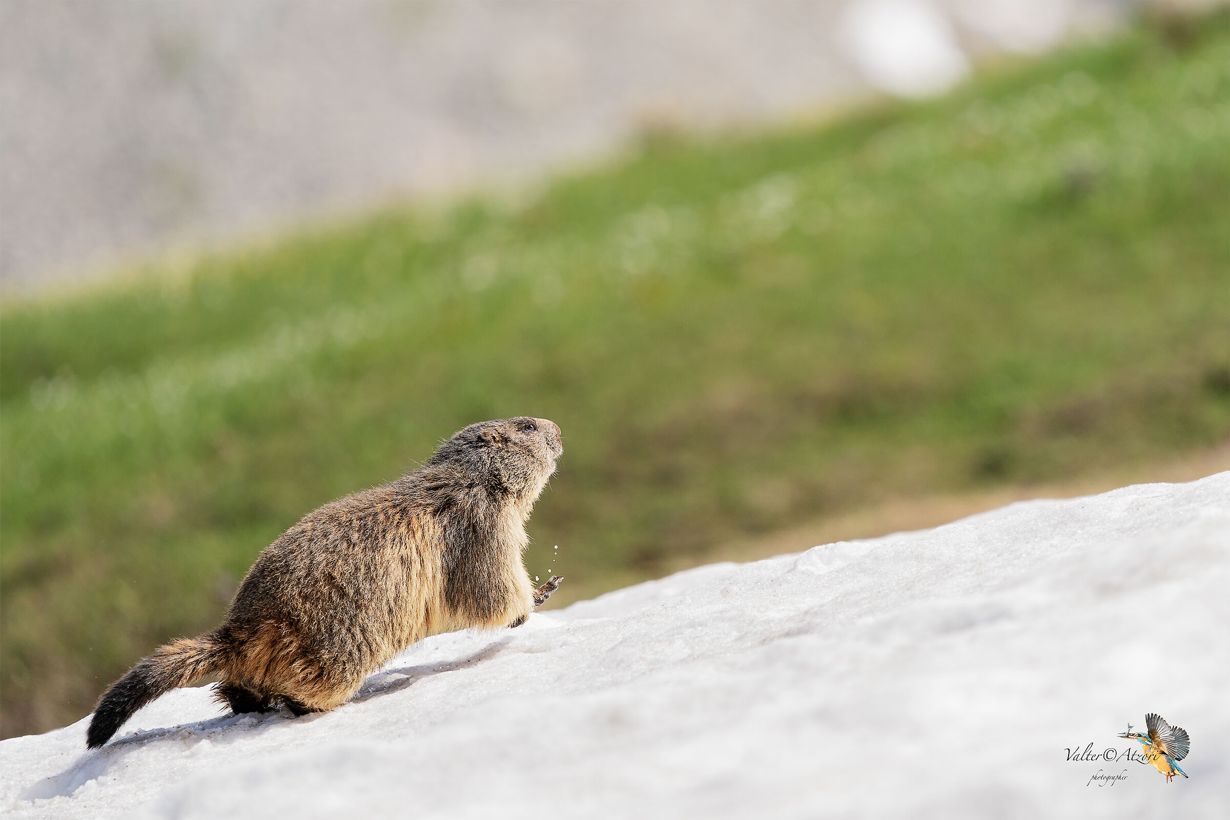 Marmot running in the snow