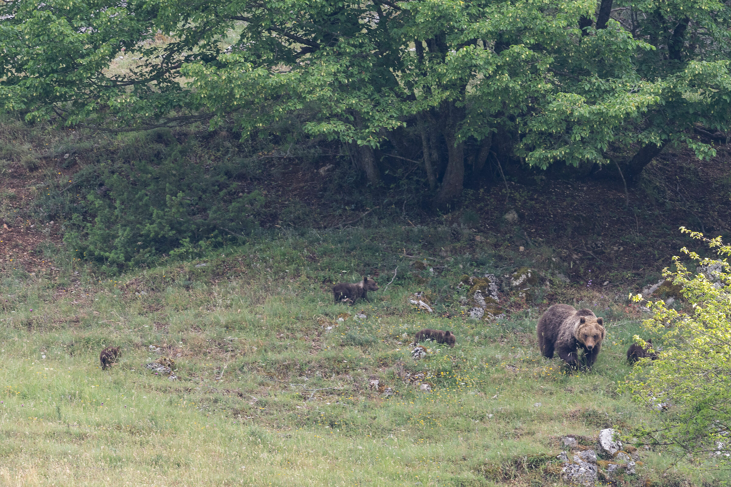 Orsa con 4 orsacchiotti